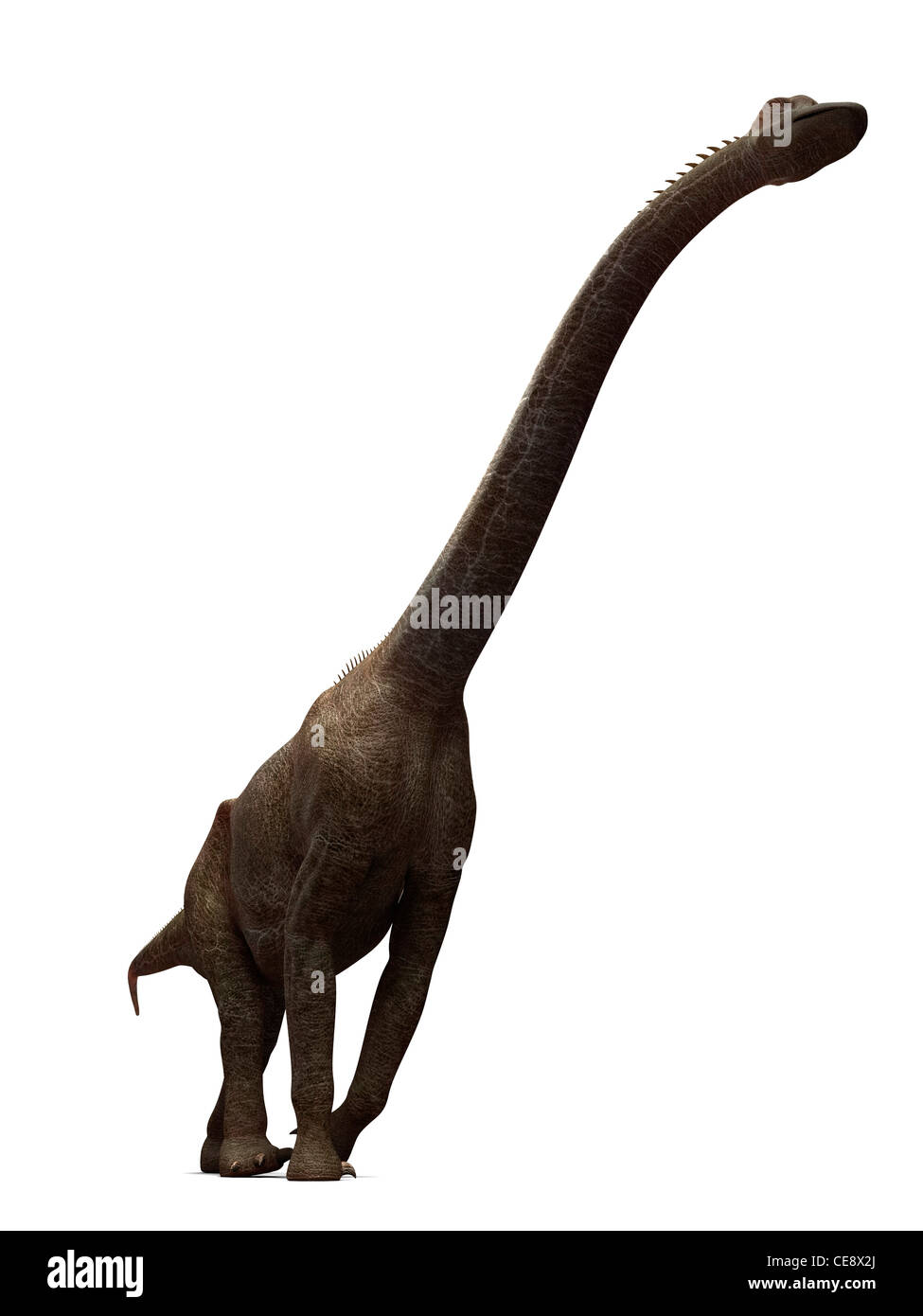 Dinosaure Brachiosaurus dinosaure connu plus haut art de l'ordinateur l'article jusqu'à 16 mètres de haut il a vécu la fin de période jurassique 155 Banque D'Images