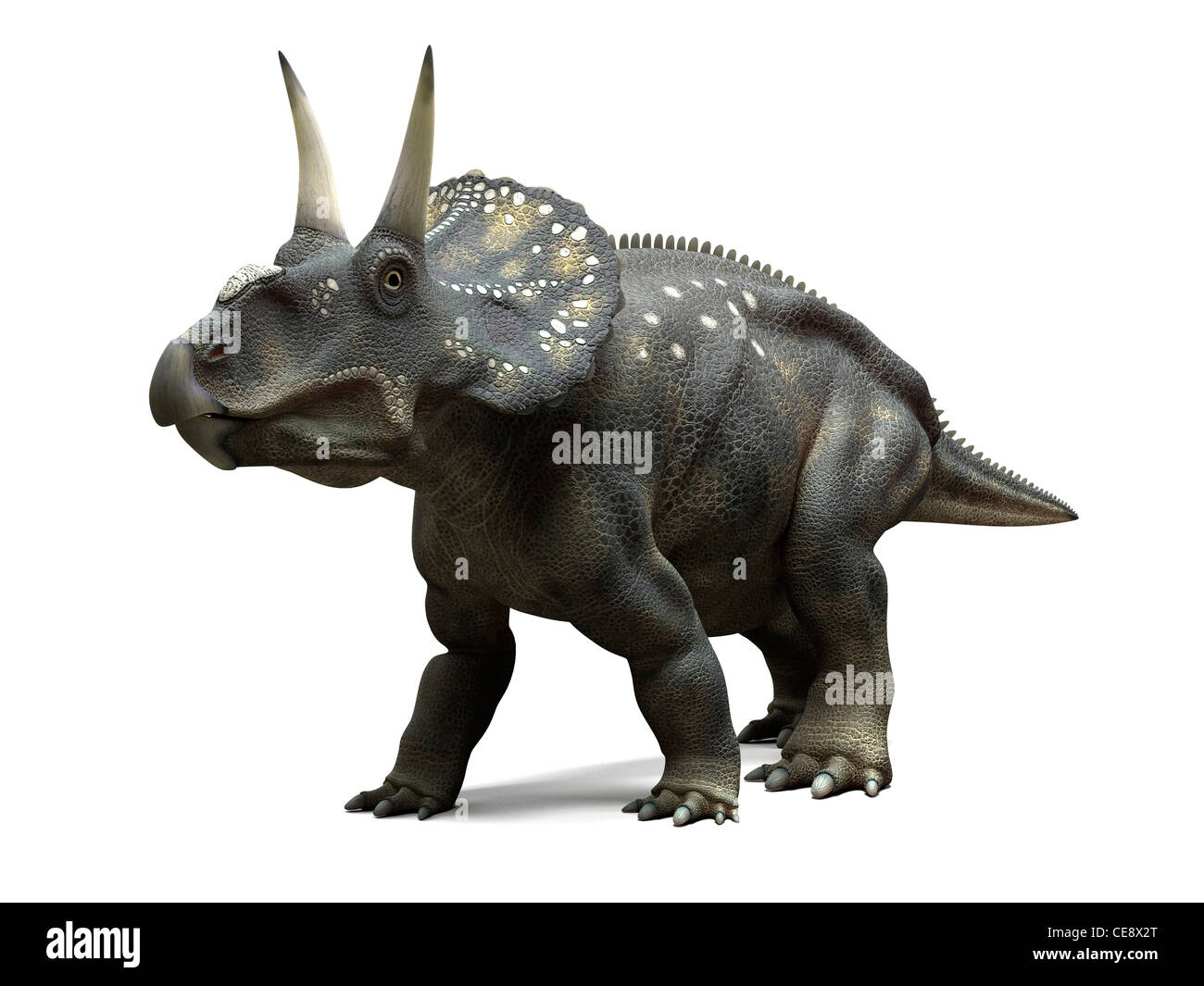 Dinosaure dinosaure Nedoceratops art ordinateur anciennement Diceratops vécu 70 millions d'années du Crétacé. Banque D'Images