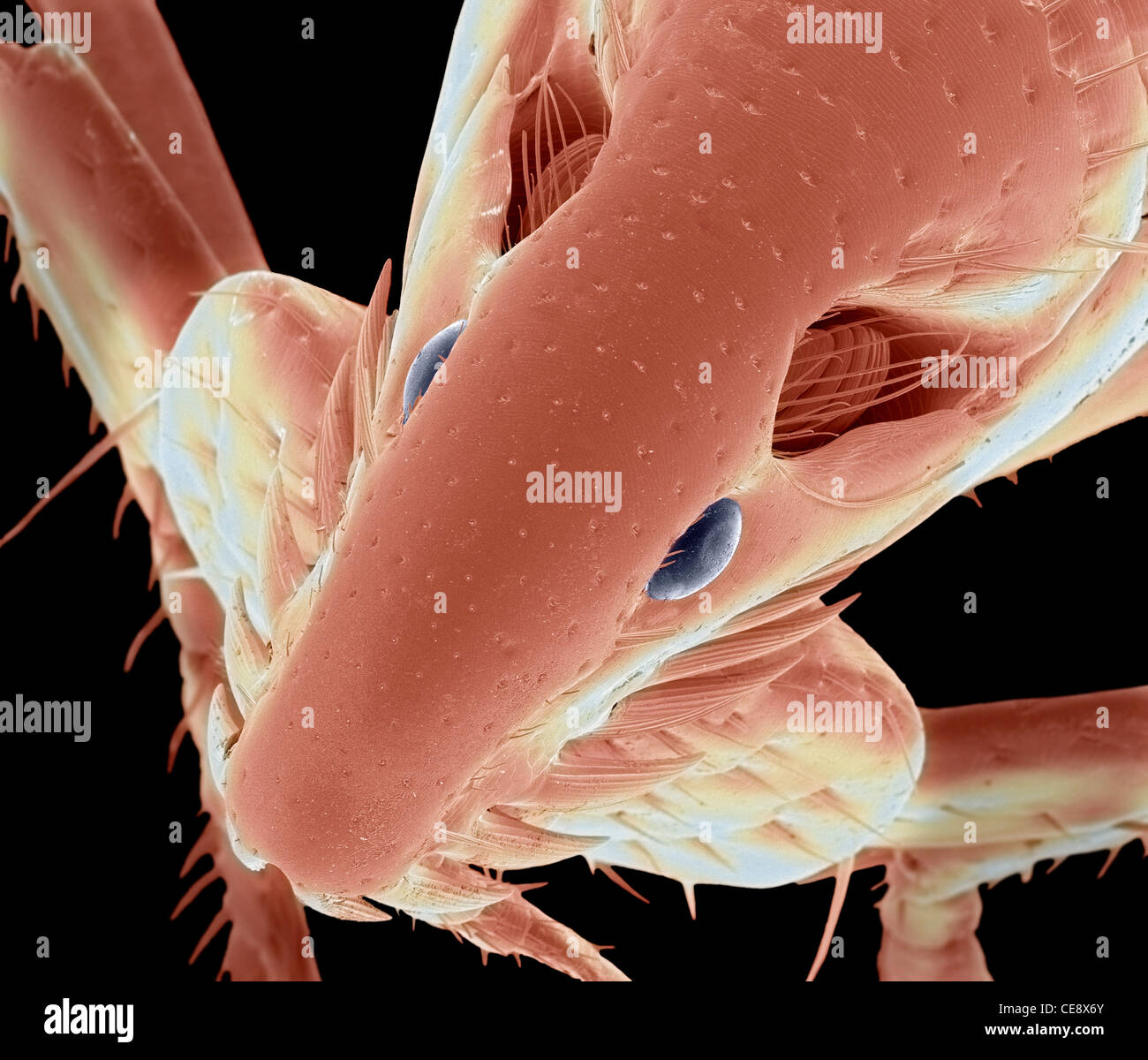 Aux Puces de chat Couleur de l'analyse des électrons Microphotographie SEM la puce du chat Ctenocephalides felis tête Grossissement x130 lors de l'impression 10 Banque D'Images
