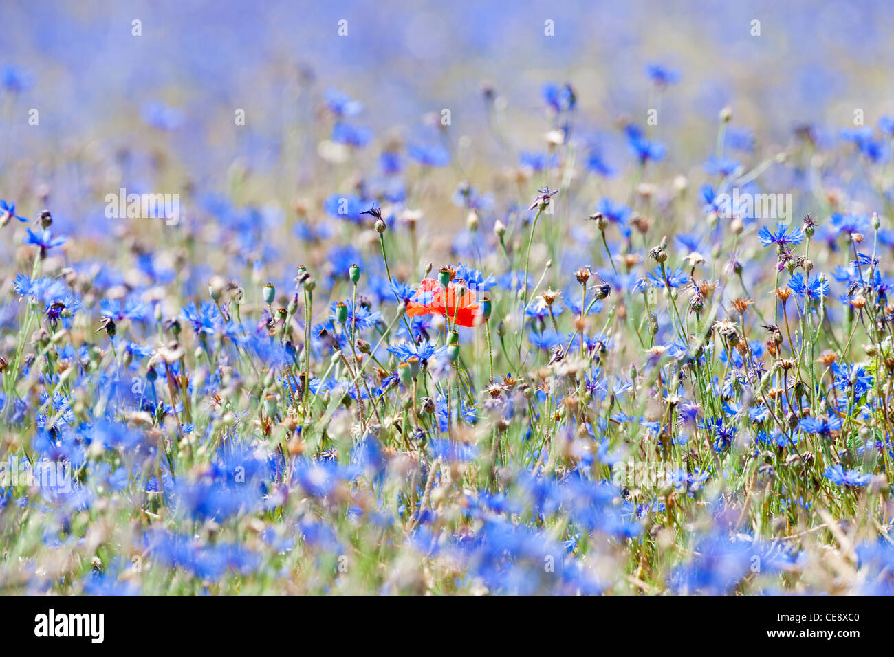 Fleurs sauvages au printemps - un coquelicot dans le domaine de barbeaux Banque D'Images