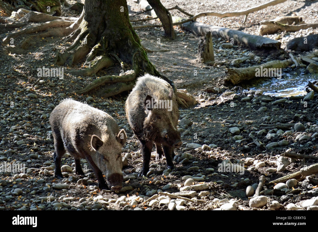 Couple de sangliers en forêt, Isère, France Banque D'Images