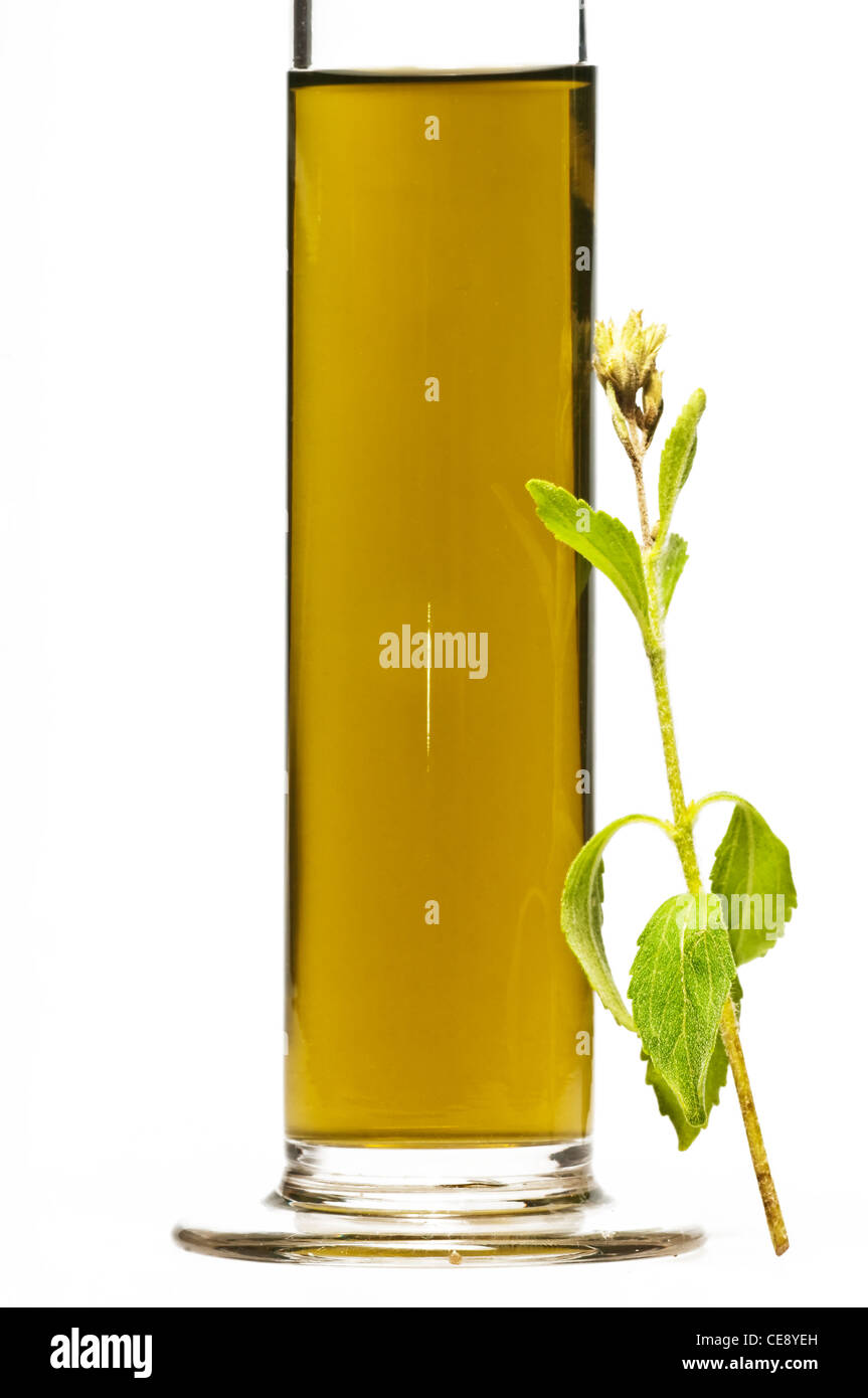 Le Stevia rebaudiana extrait fluide Banque D'Images