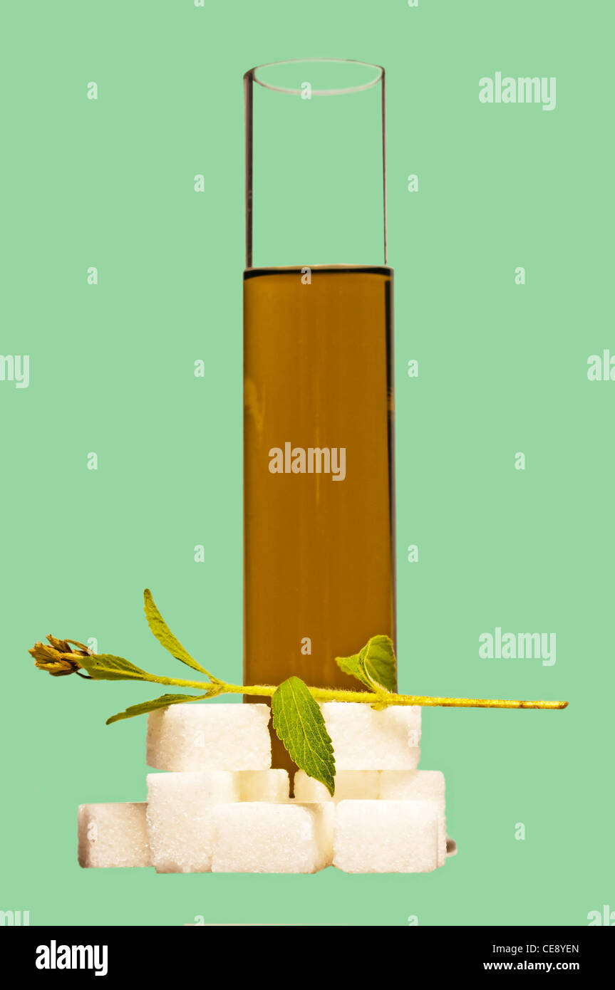 Le Stevia rebaudiana extrait fluide Banque D'Images