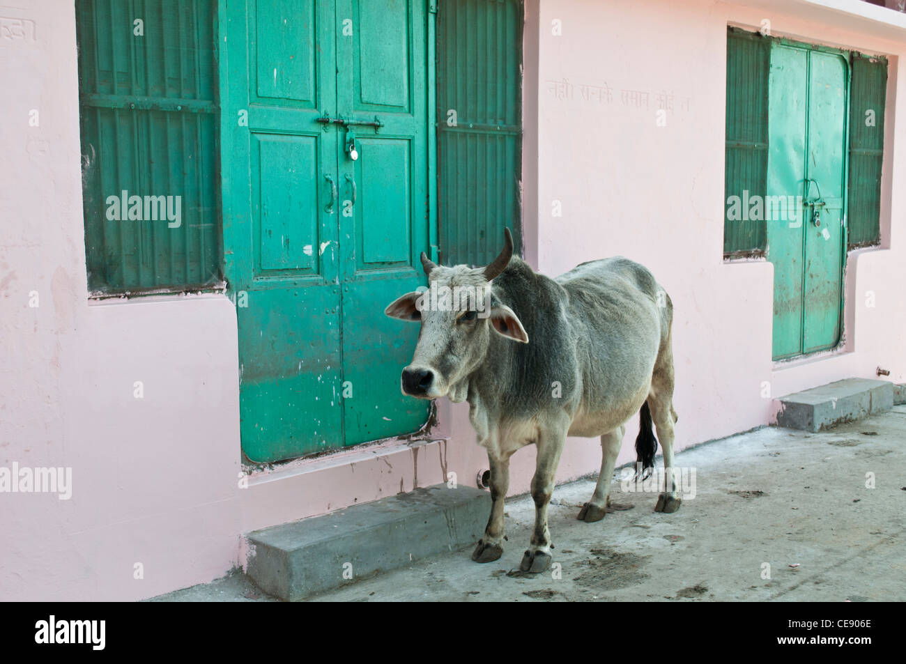En face de vache peint vert portes et fenêtre, Swarg Ashram, Rishikesh, Uttarakhand, Inde Banque D'Images