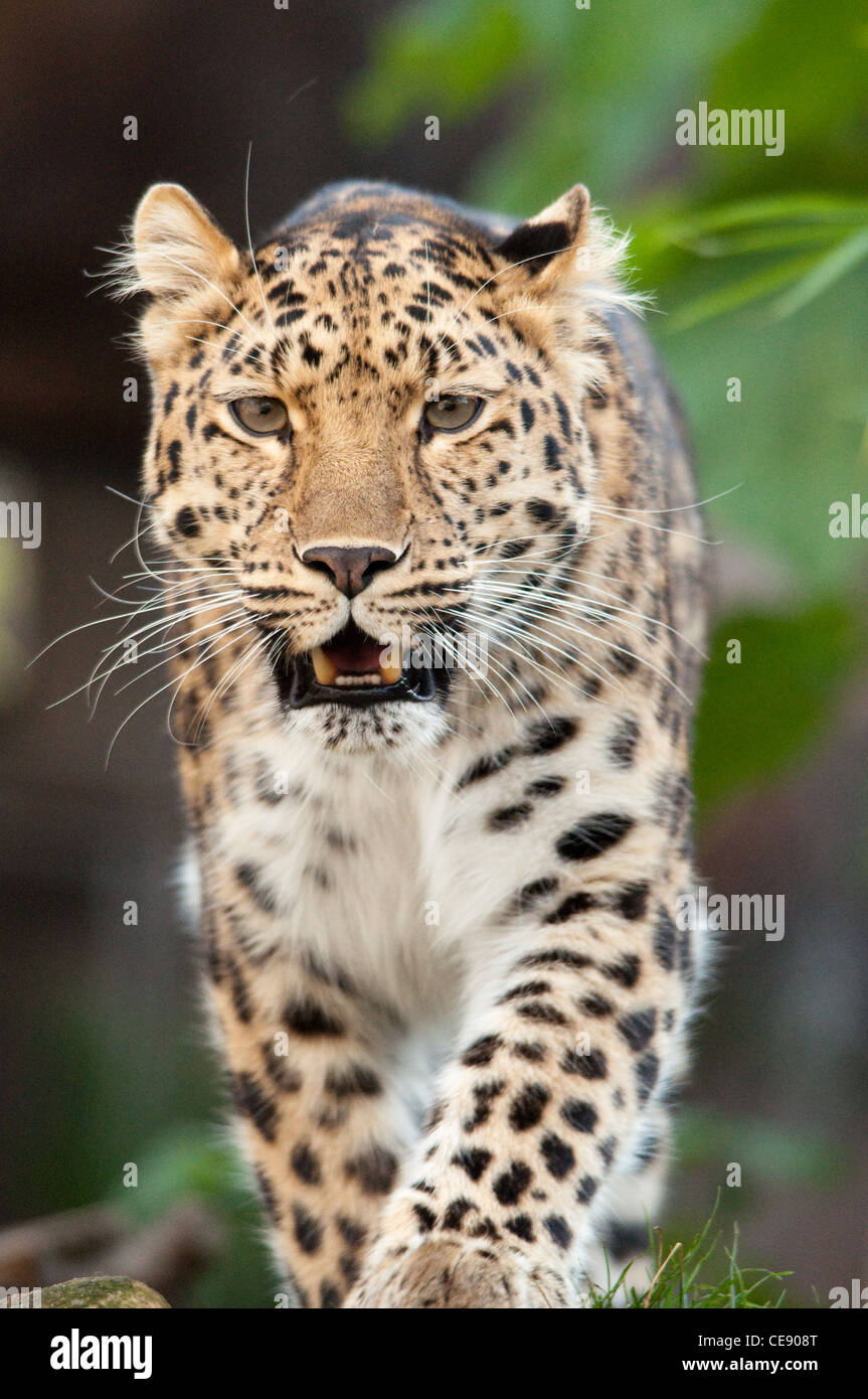 Panthère marchant vers vous Banque D'Images