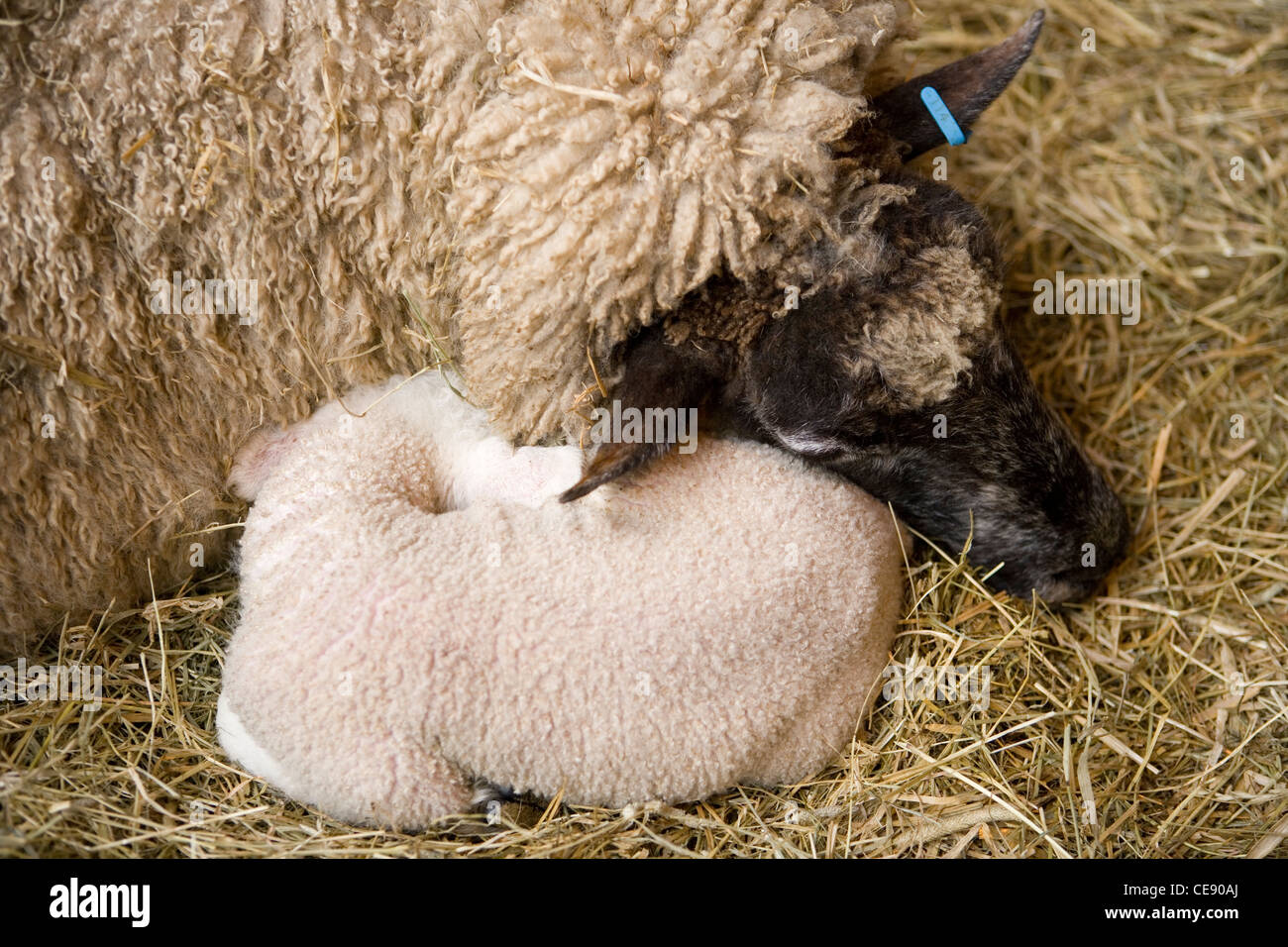 Dormir avec les moutons Agneau unique parent UK Banque D'Images