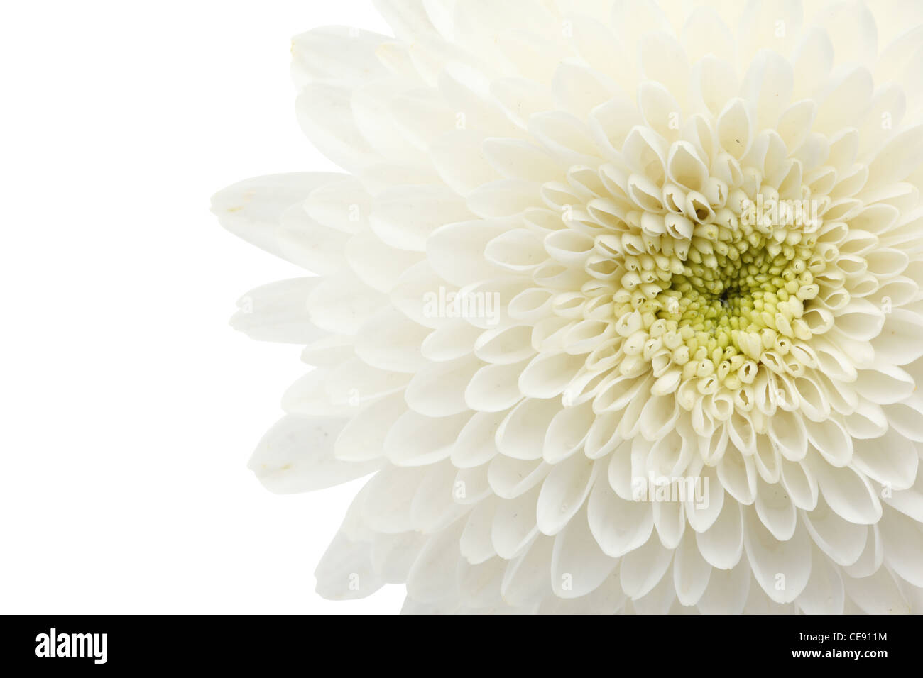 Gros plan du chrysanthème blanc sur blanc. Banque D'Images