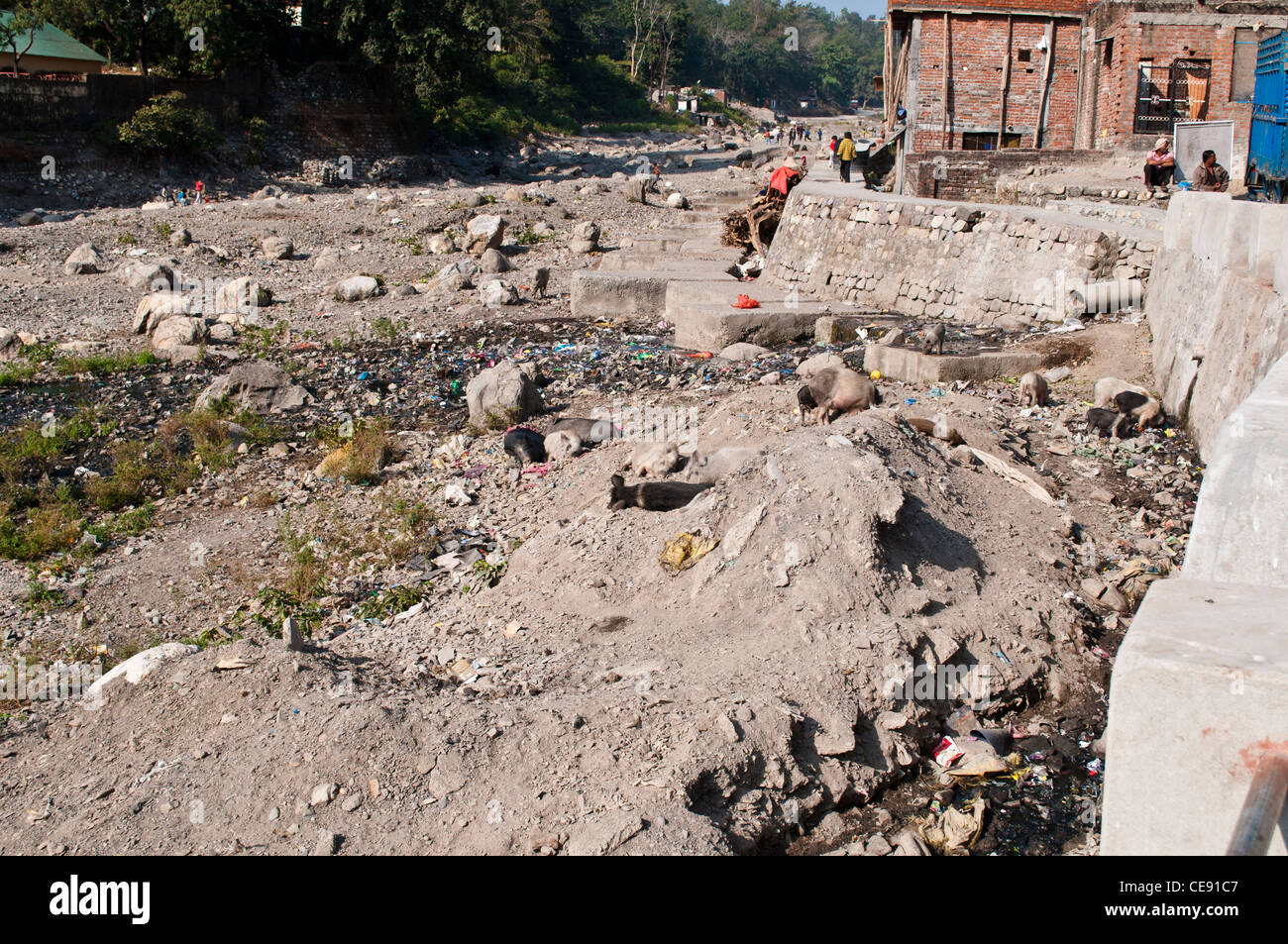 Les porcs et les ordures dans la rivière à sec avec des maisons sur elle, Rishikesh, Uttarakhand, Inde Banque D'Images