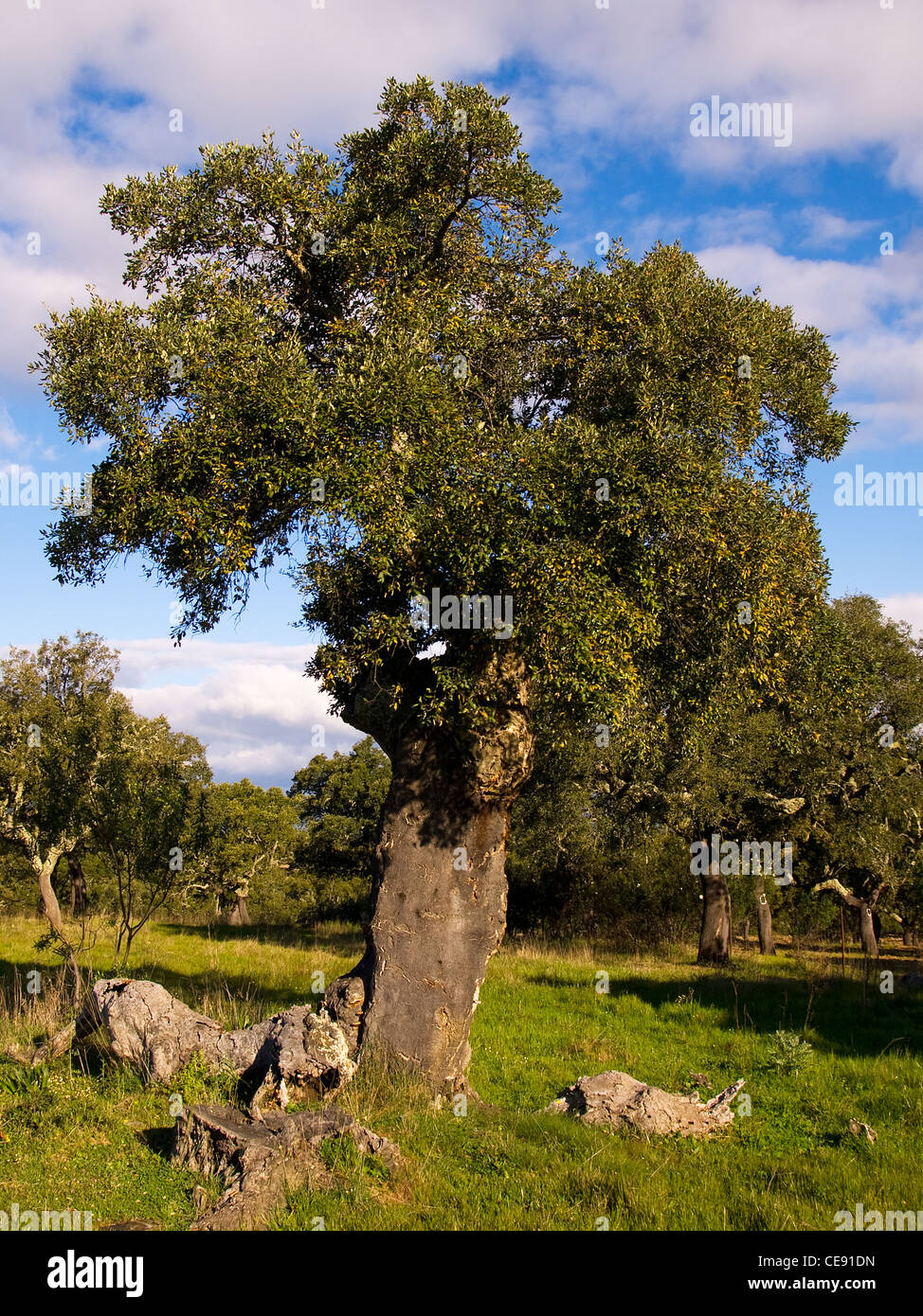 Chêne-liège, Quercus suber, portrait vertical feuillu. L'Estrémadure, Espagne. Banque D'Images