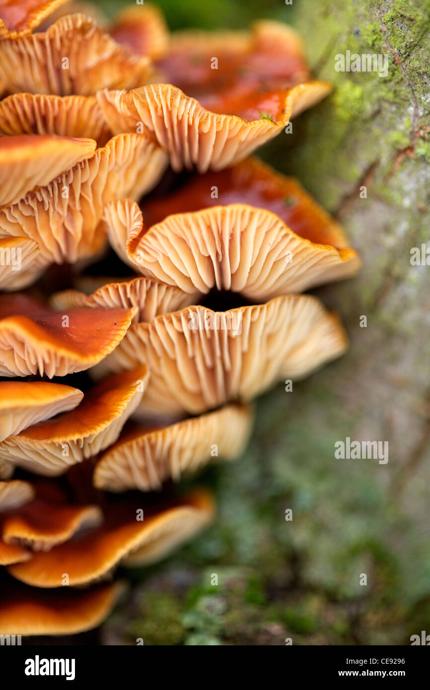 Champignon Armillaria mellea miel sur tronc d'arbre Banque D'Images