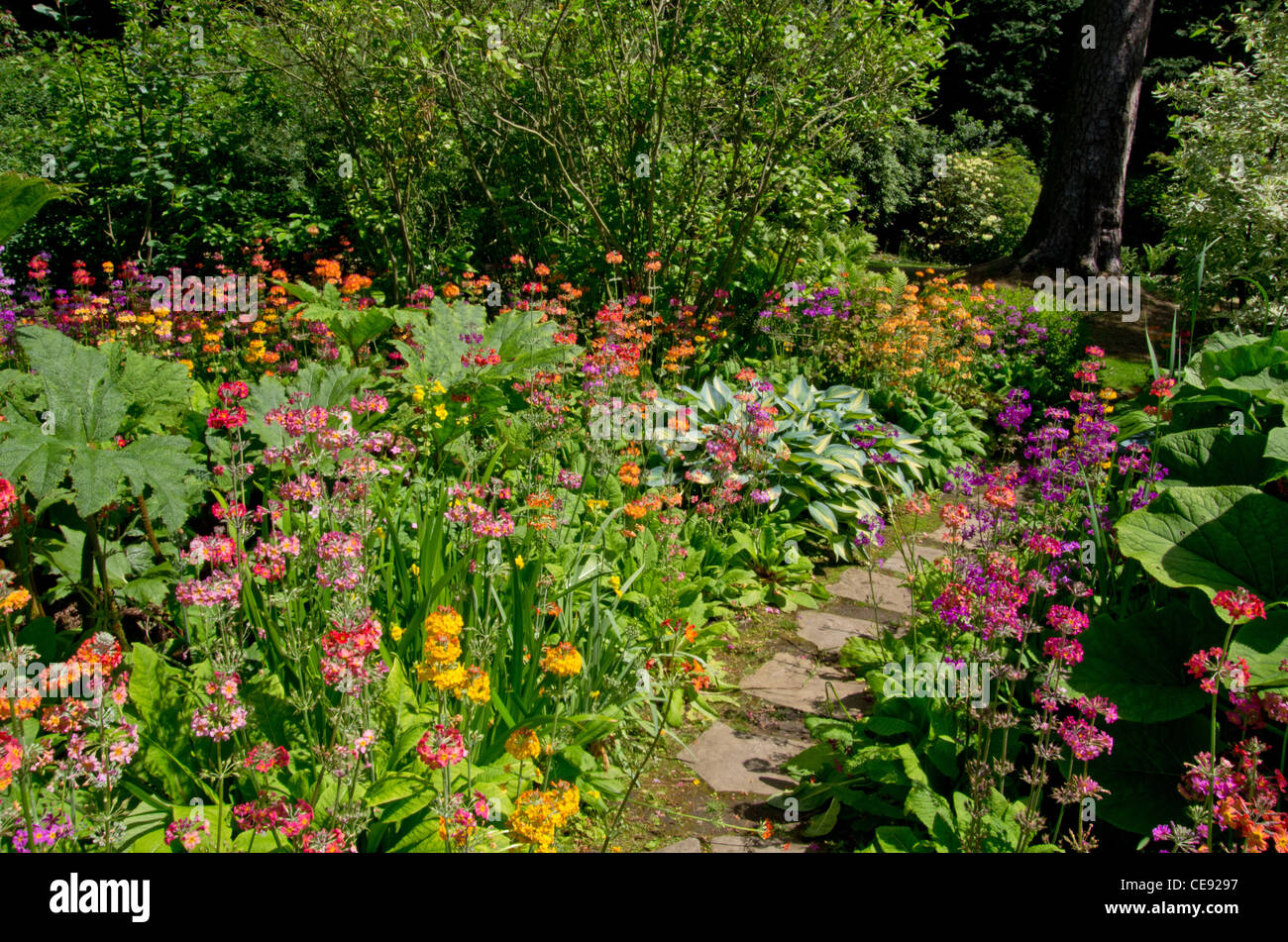 Primevères candélabres à Newby Hall Gardens jardin marécageux Banque D'Images