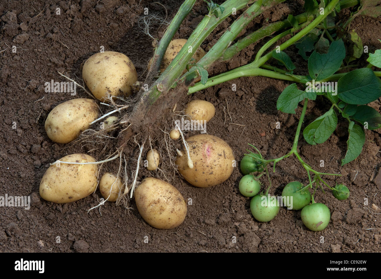 La pomme de terre (Solanum tuberosum) Dimanche. Plante avec les tubercules et les fruits verts. Banque D'Images