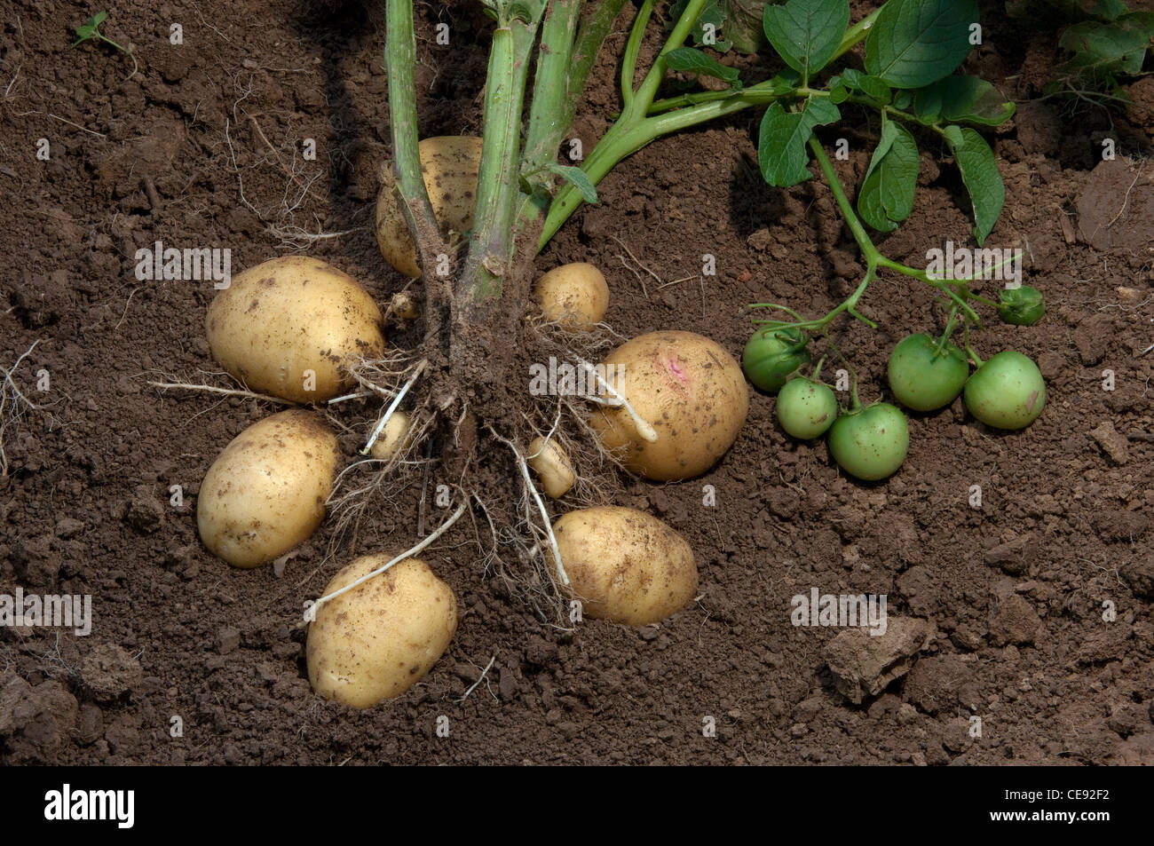 La pomme de terre (Solanum tuberosum) Dimanche. Plante avec les tubercules et les fruits verts. Banque D'Images