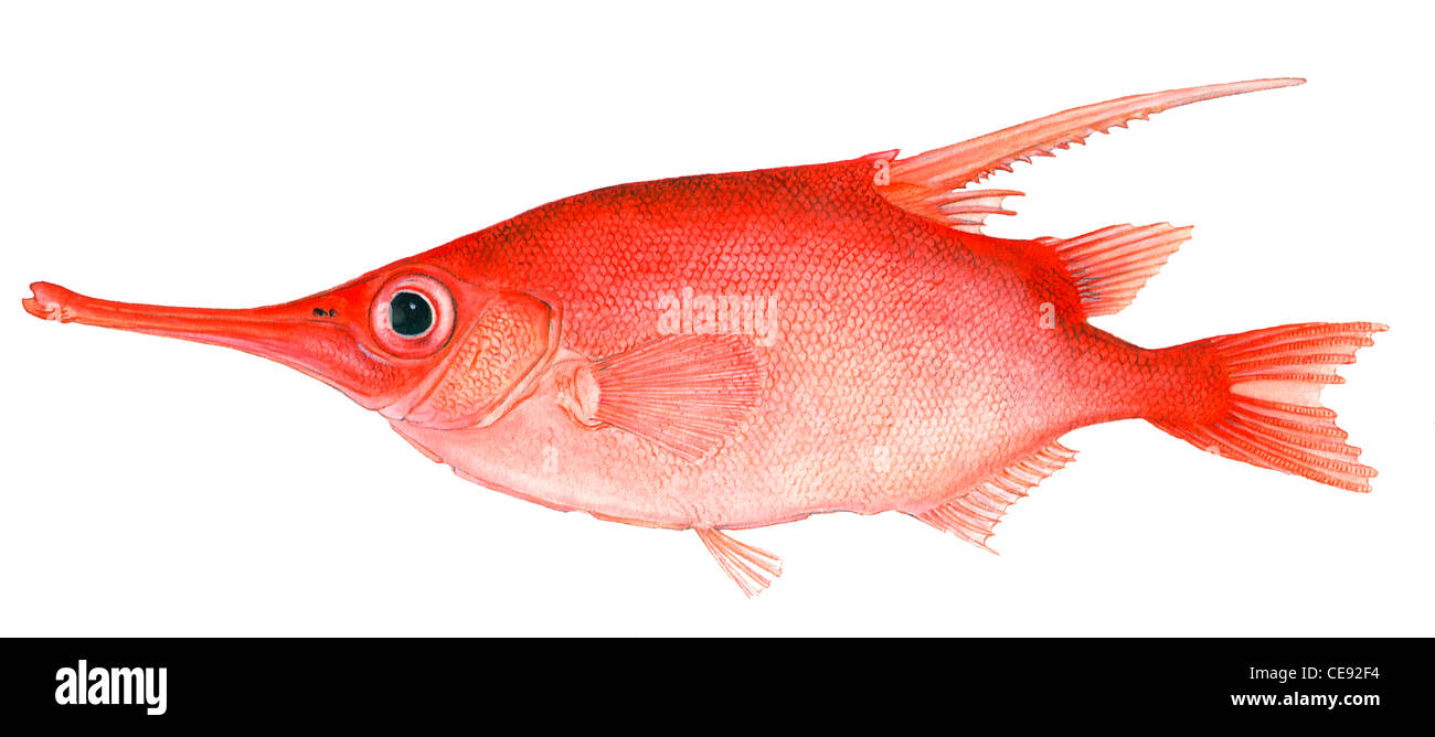 Sébastolobe Snipefish (Macroramphosus scolopax), dessin. Banque D'Images