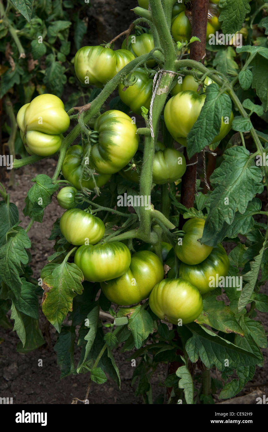 La tomate (Lycopersicon esculentum), fruit vert sur une plante. Banque D'Images