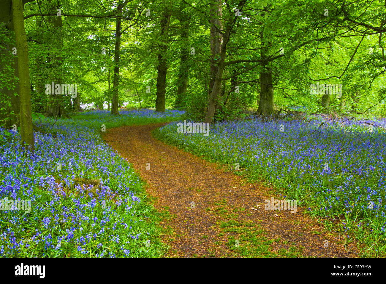 Masse de bluebells de chaque côté d'un chemin dans les bois près de Derby Derbyshire Angleterre GB UK Europe Banque D'Images