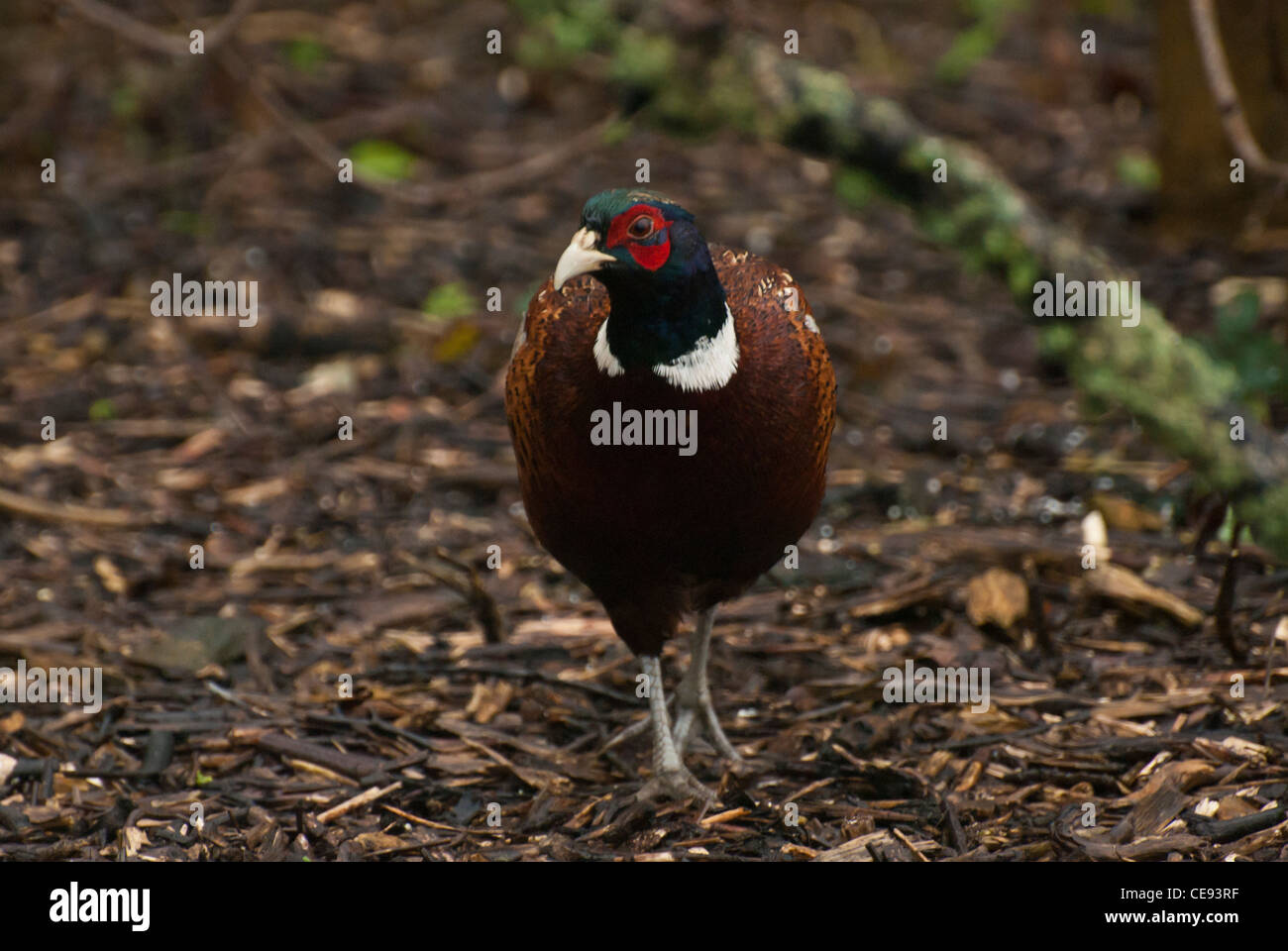 Le faisan mâle à heligan Banque D'Images