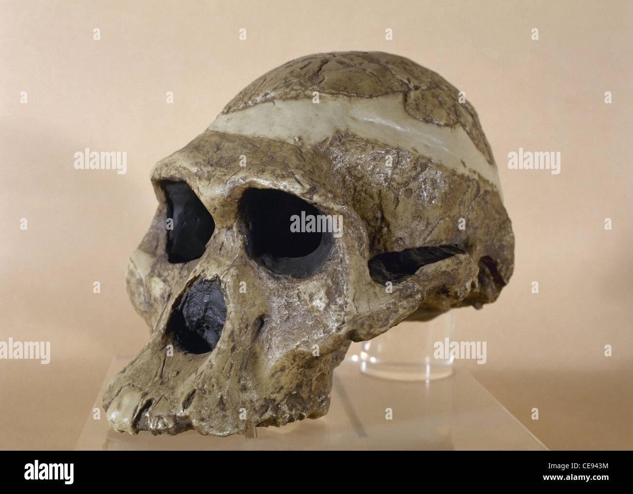 Mme ples. Reproduction d'un crâne d'un Plesianthropus strataria. Trouvé à Sterkfontein. L'Afrique du Sud. Banque D'Images