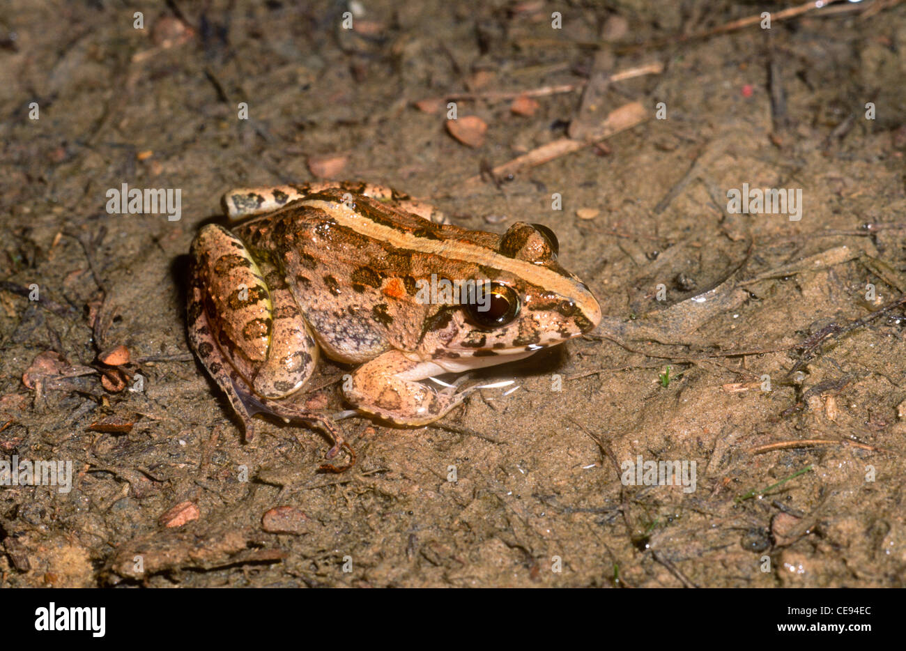 Rizière grenouille, Limnonectes limnocharis Marang, Terengganu, Malaisie occidentale, Banque D'Images