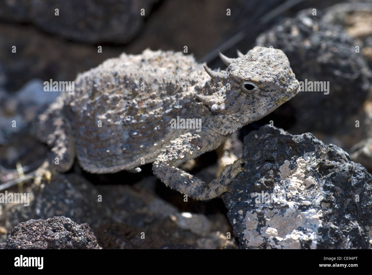 Iguane à queue ronde, (Phrynosoma modestum), monument national Petroglyph, Bernalillio county, Nouveau Mexique, USA. Banque D'Images