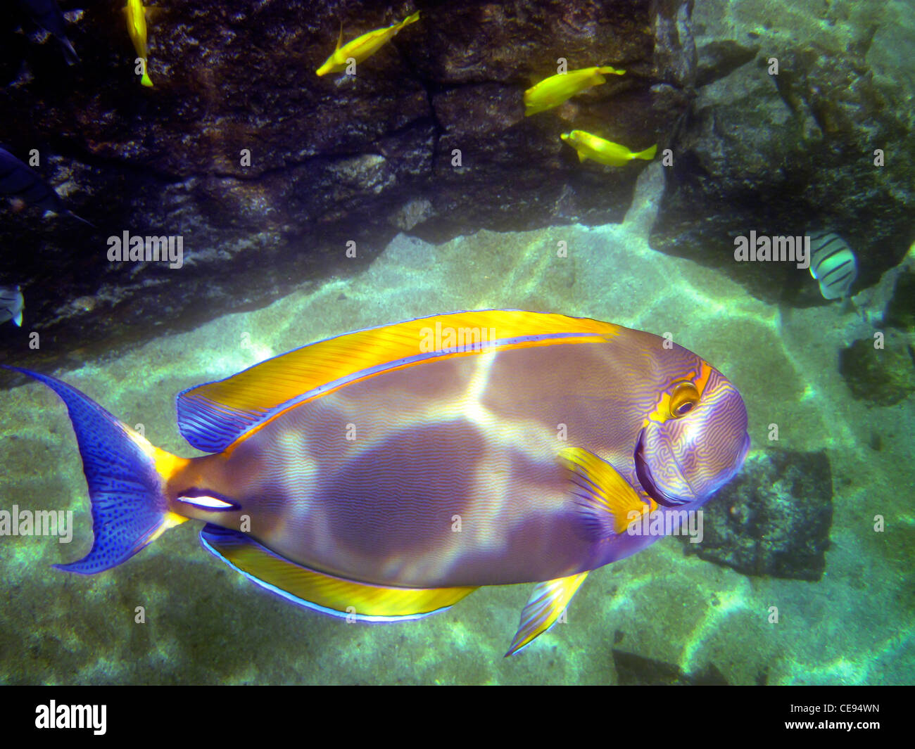Tang poissons tropicaux. La Grande Île Banque D'Images