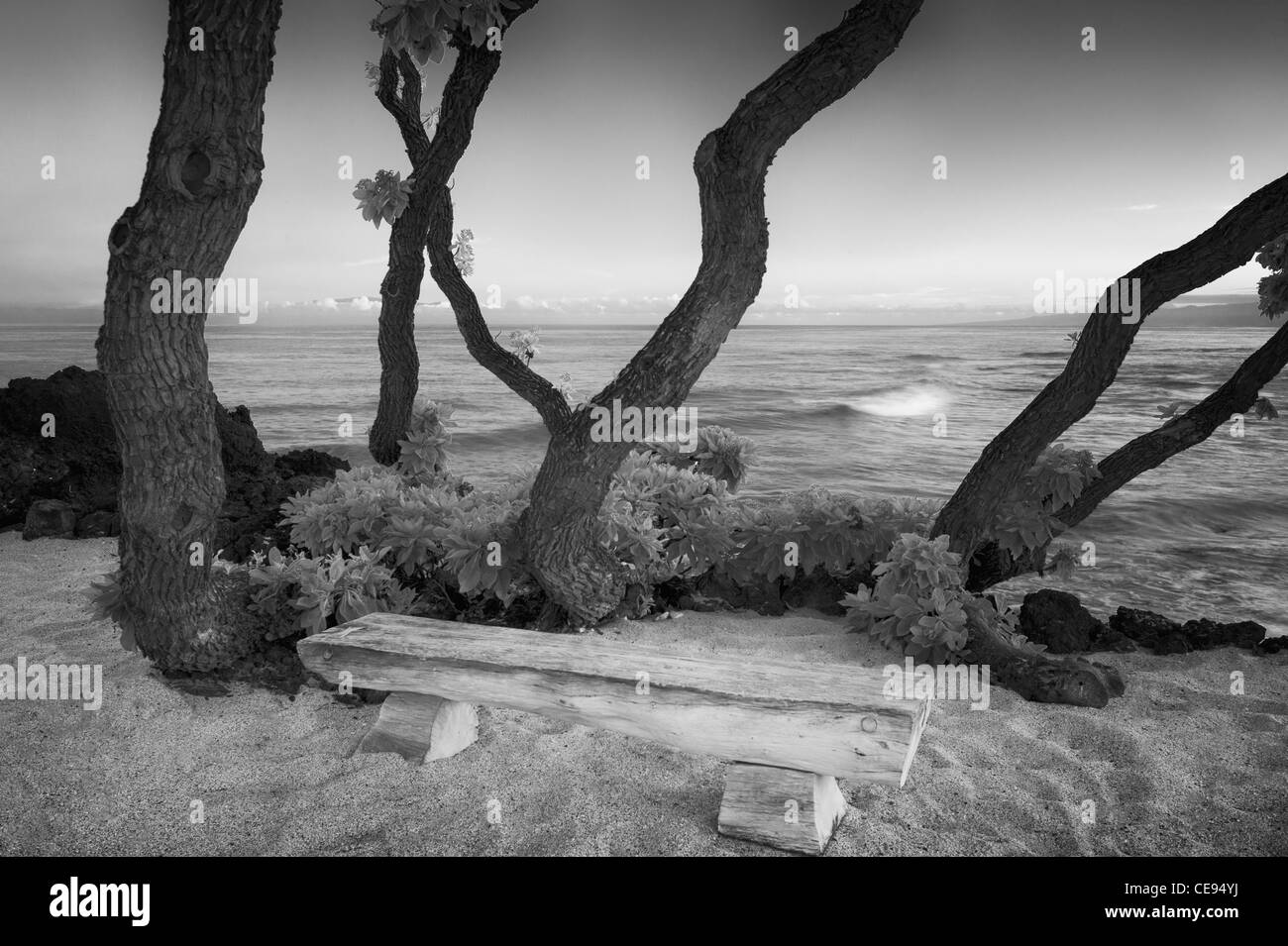 Les arbres et le chemin d'Heliotope à côté de l'océan. New York, la grande île. Banque D'Images
