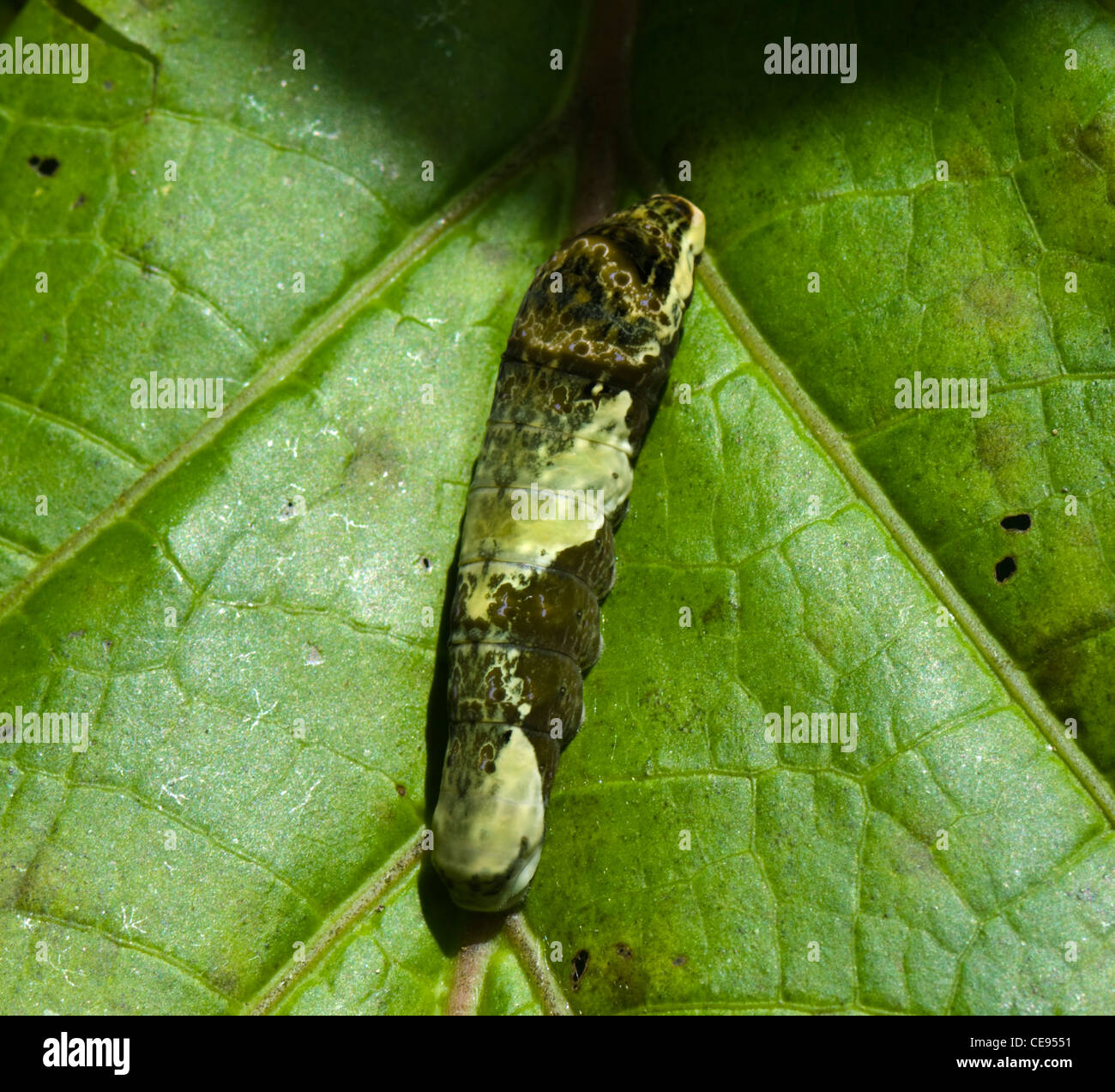 Larve de Giant Swallowtail Butterfly (Papilio cresphontes) imitant la chute d'oiseaux, Costa Rica Banque D'Images