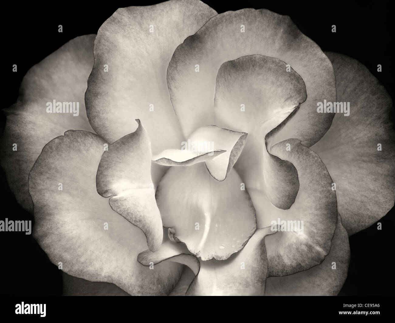 Fille d'anniversaire rose. Oregon Banque D'Images