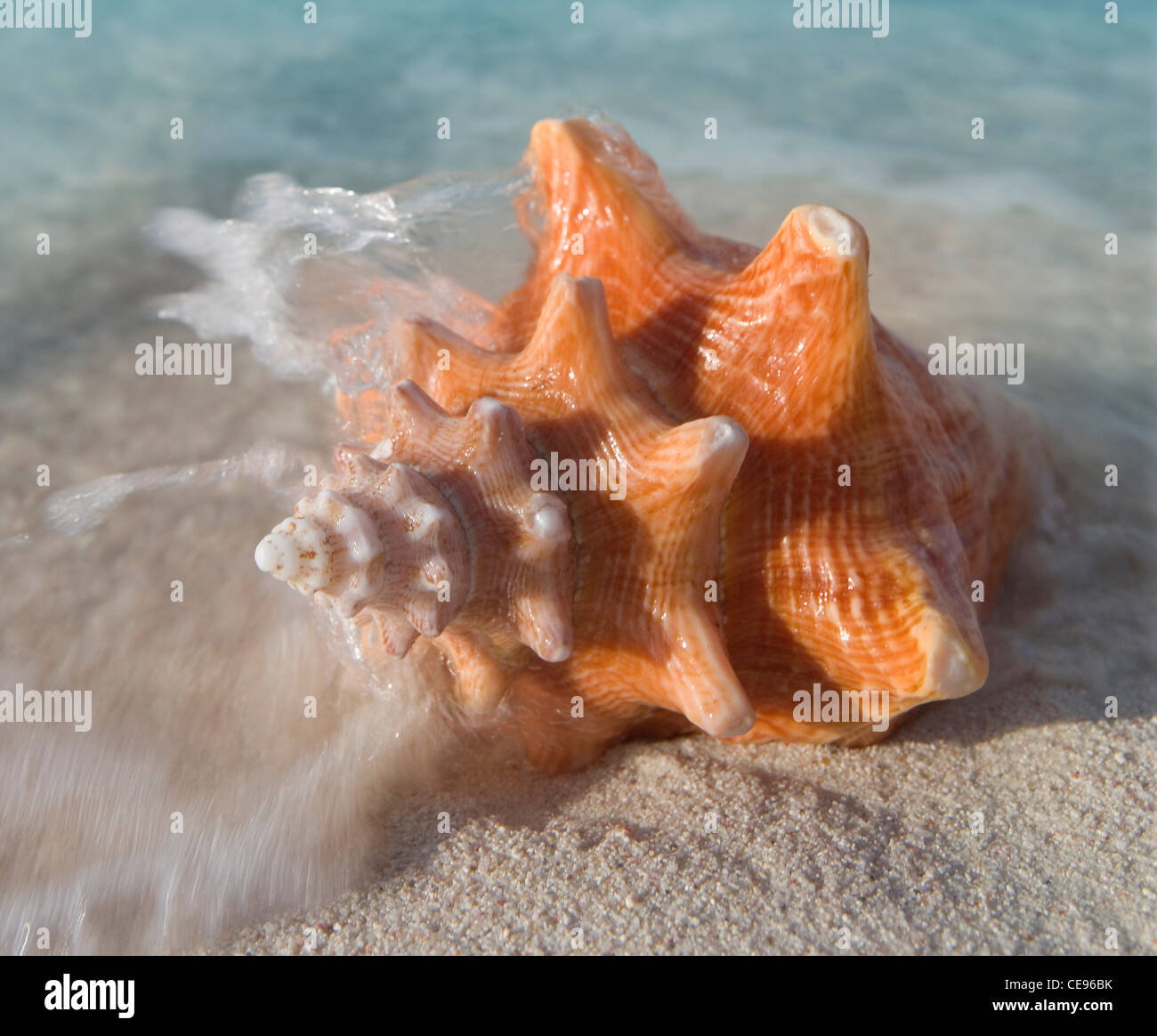 Un mollusque shell sur la plage. Banque D'Images