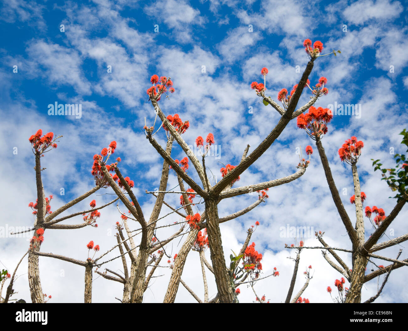 Arbre Sans Feuilles Fleurs Rouge Avec Le Costa Rica Banque D