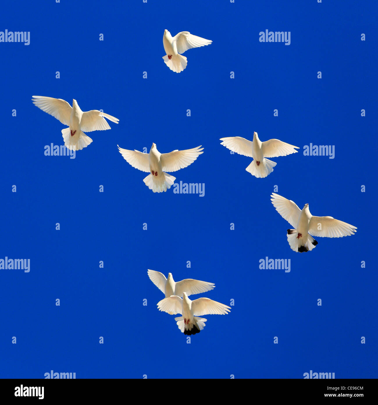 Sept oiseaux blancs en vol contre un fond bleu, ciel clair. Banque D'Images