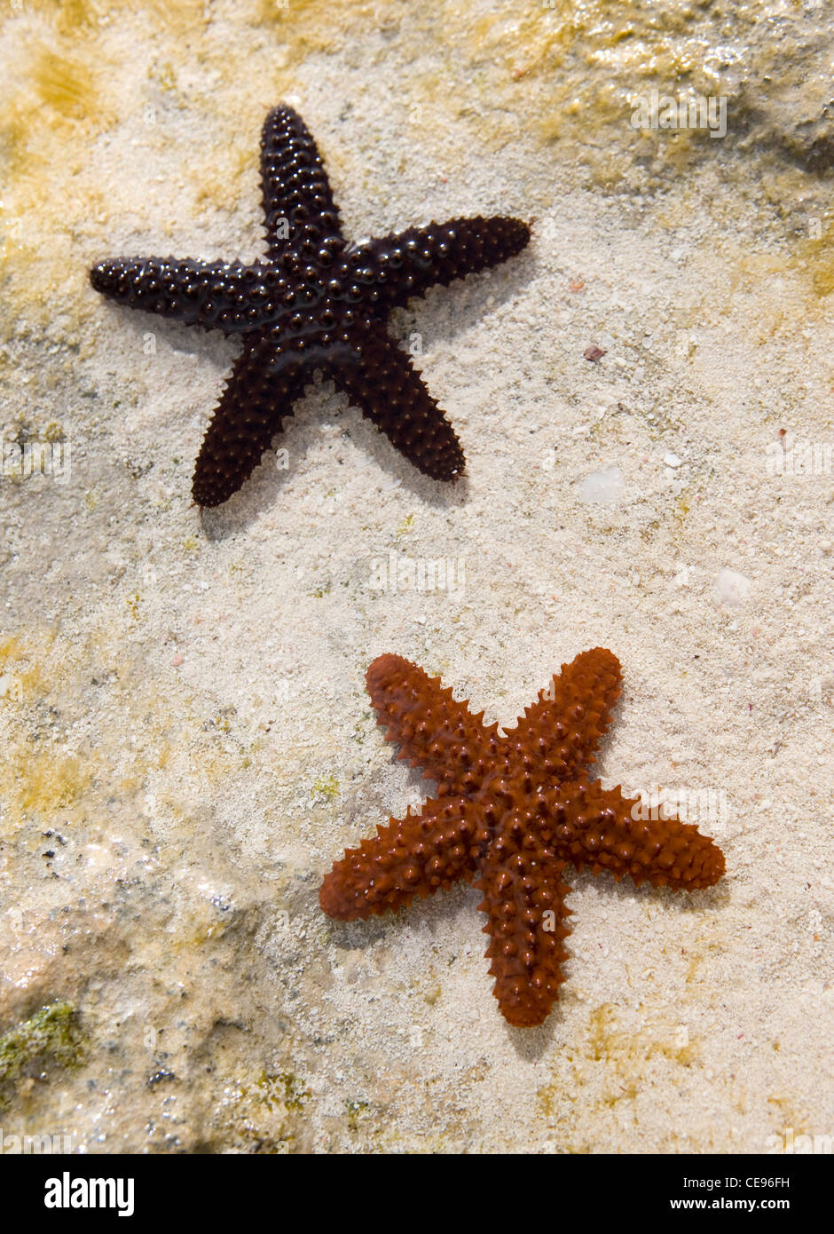 Une étoile de mer épineuse rouge et noir dans les eaux de marée dans les Bahamas. Banque D'Images