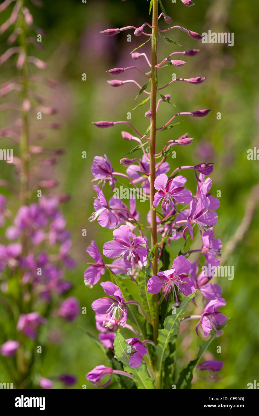 Chamerion angustifolium fleurs rose on meadow Banque D'Images