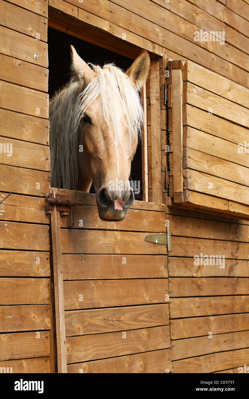 Dans l'écurie de chevaux Banque D'Images