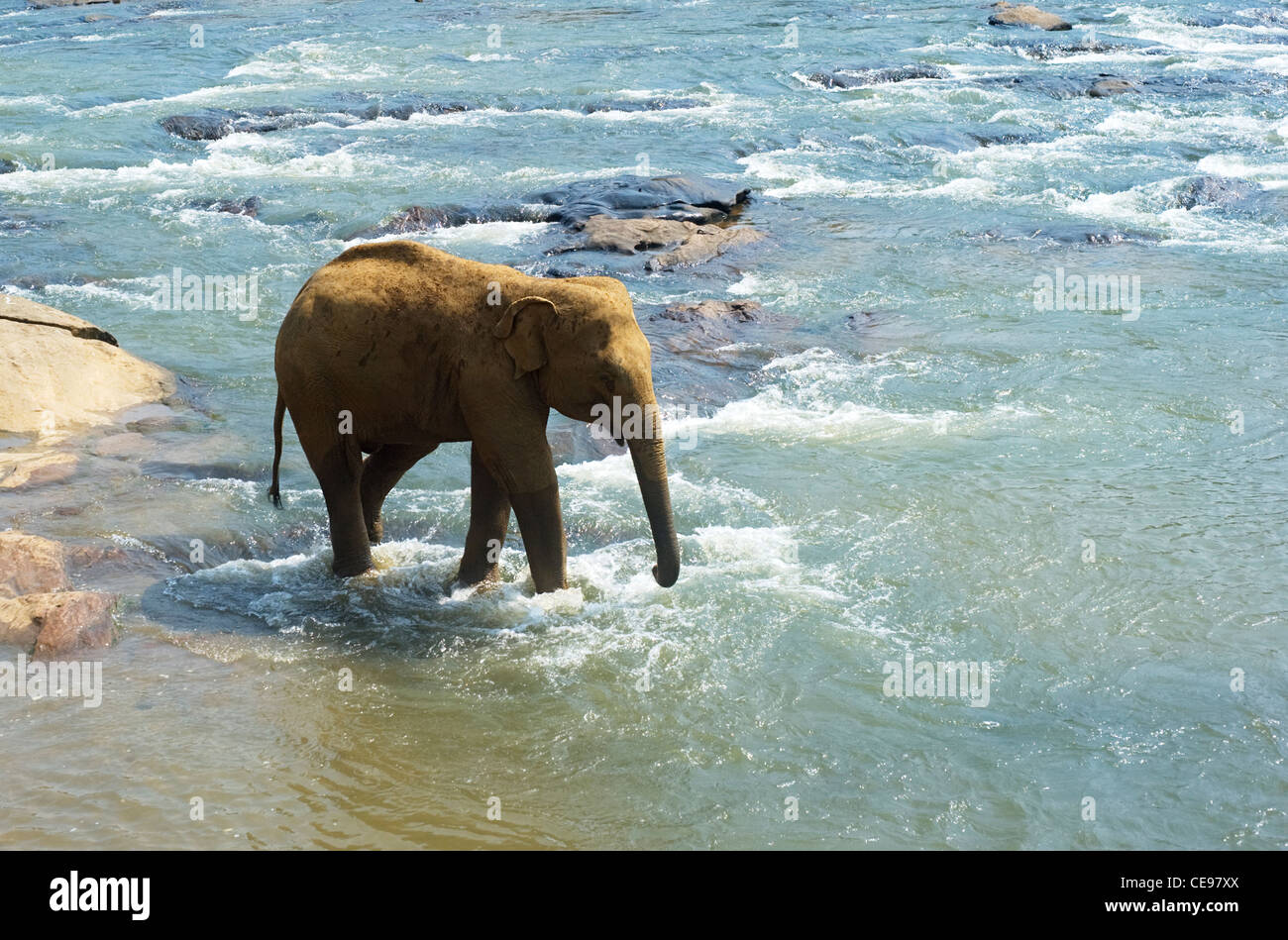 De l'éléphant Pinnewala orphelinat des éléphants dans la rivière Banque D'Images