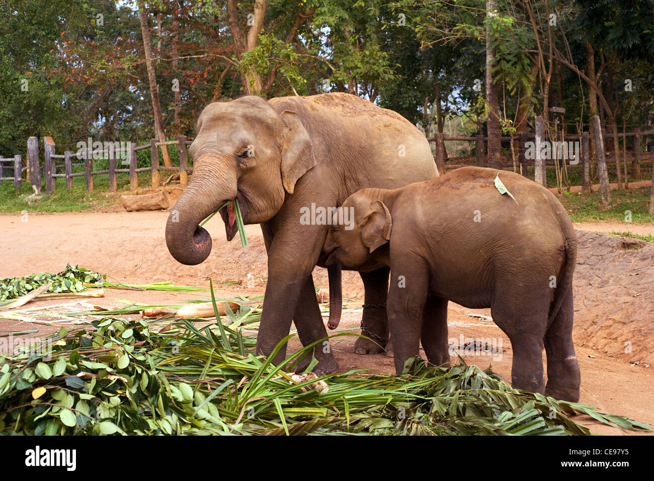 Famille d'éléphants à l'orphelinat des éléphants de Pinnawela, au Sri Lanka Banque D'Images