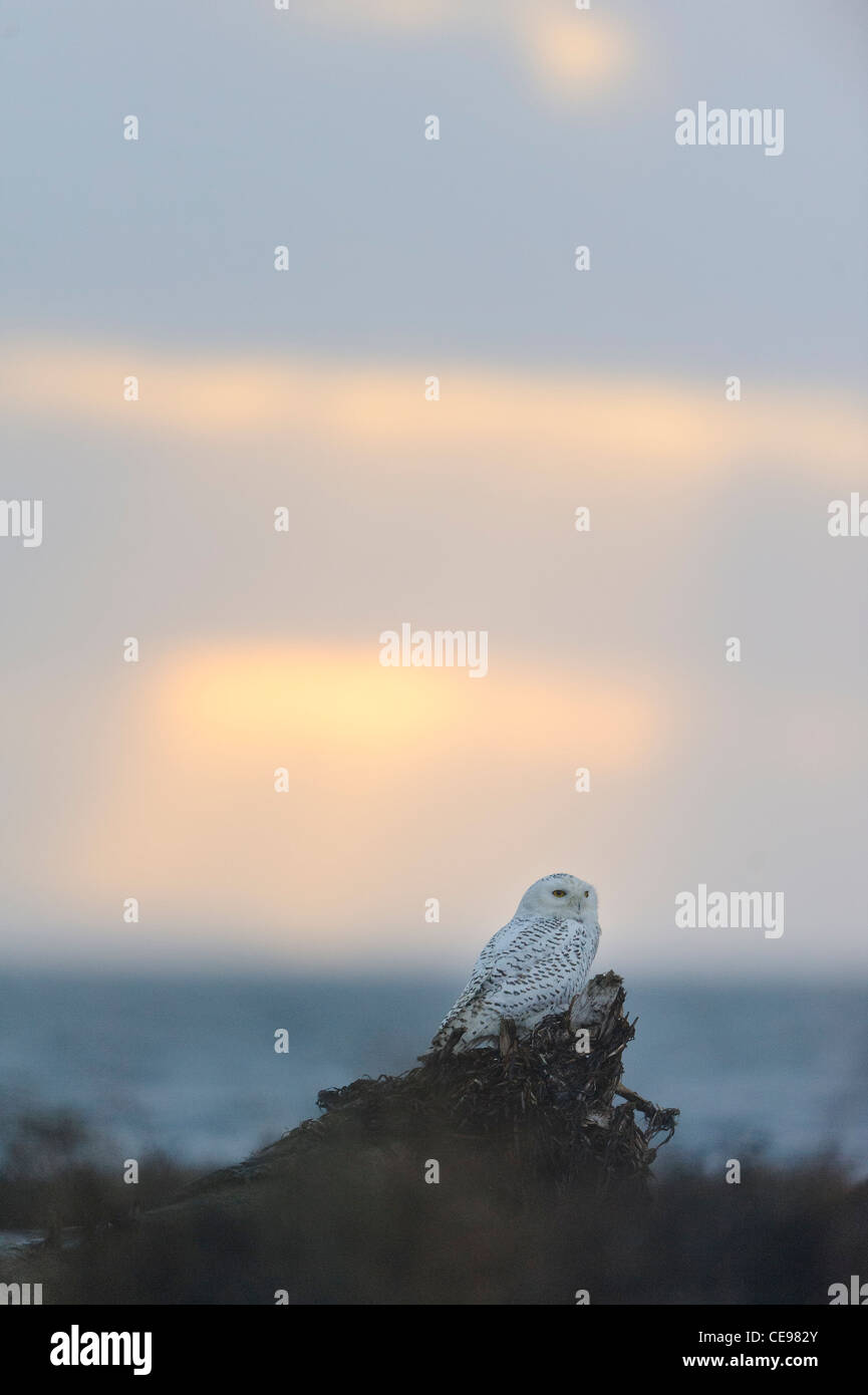 Le dirigeant d'une chouette blanche se trouve sur le bois flottant en face de la côte du Pacifique. Banque D'Images