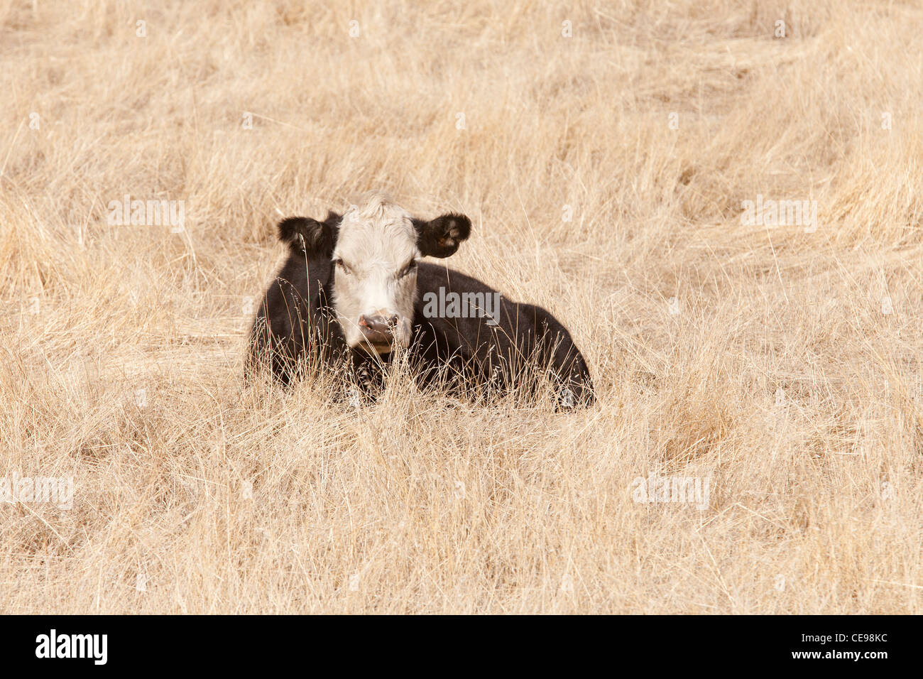 Free Range cow se reposant dans l'herbe sèche field - California USA Banque D'Images