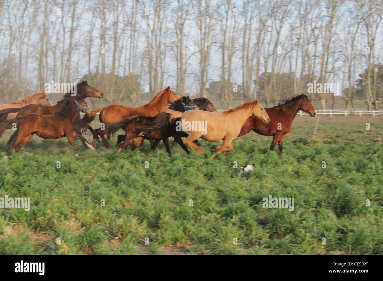 Chevaux de Polo à Buenos Aires Argentine campagne Banque D'Images