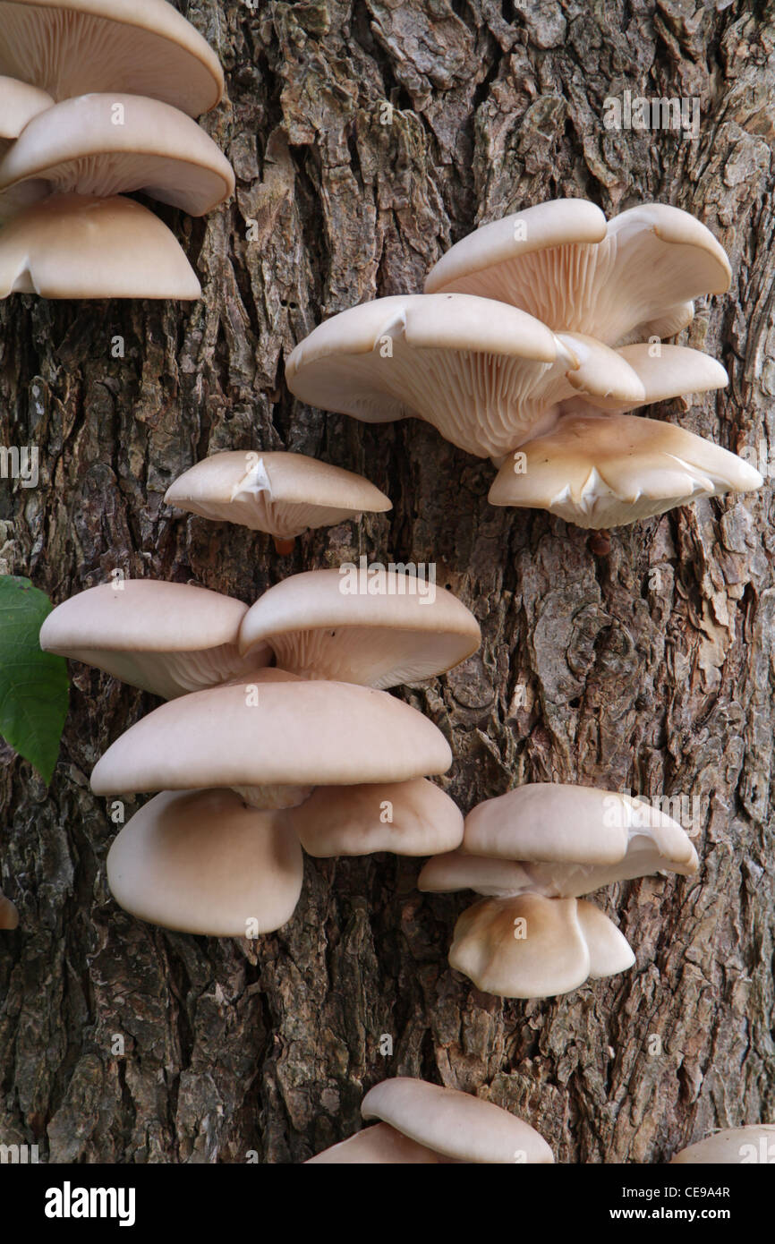 Pleurotes, Pleurotus ostreatus, poussant sur un arbre dans la nature. Banque D'Images