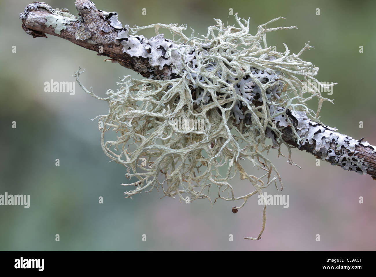 Lichens fruticuleux (Evernia mesomorpha) et les lichens foliacés (Parmelia squarrosa) croissant sur une branche dans le New Hampshire. Banque D'Images