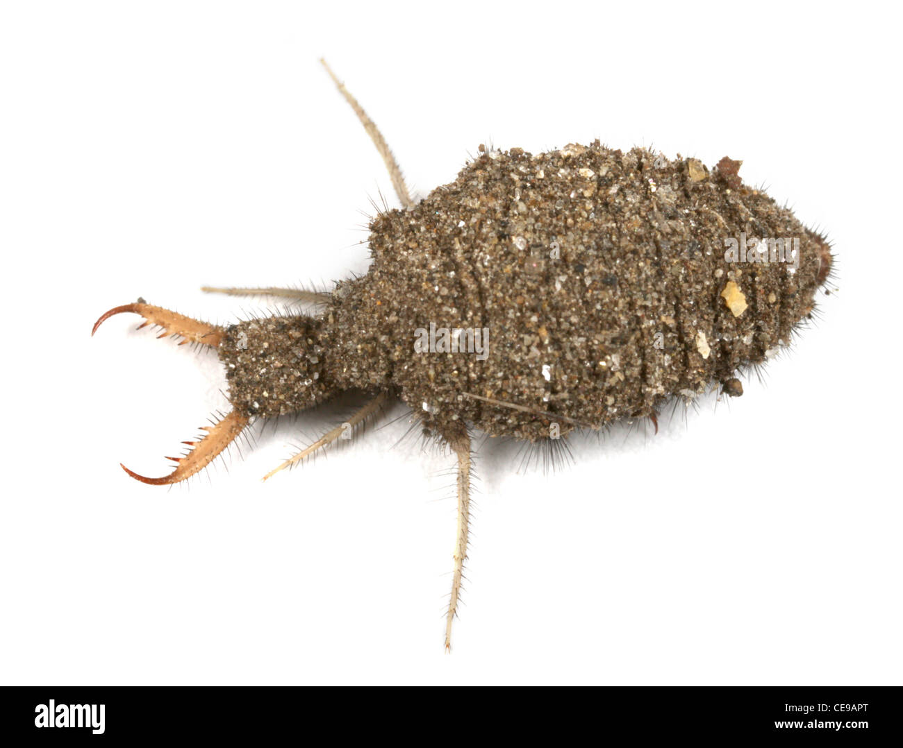 Antlion larve, Myrmeleon immaculatus Banque D'Images