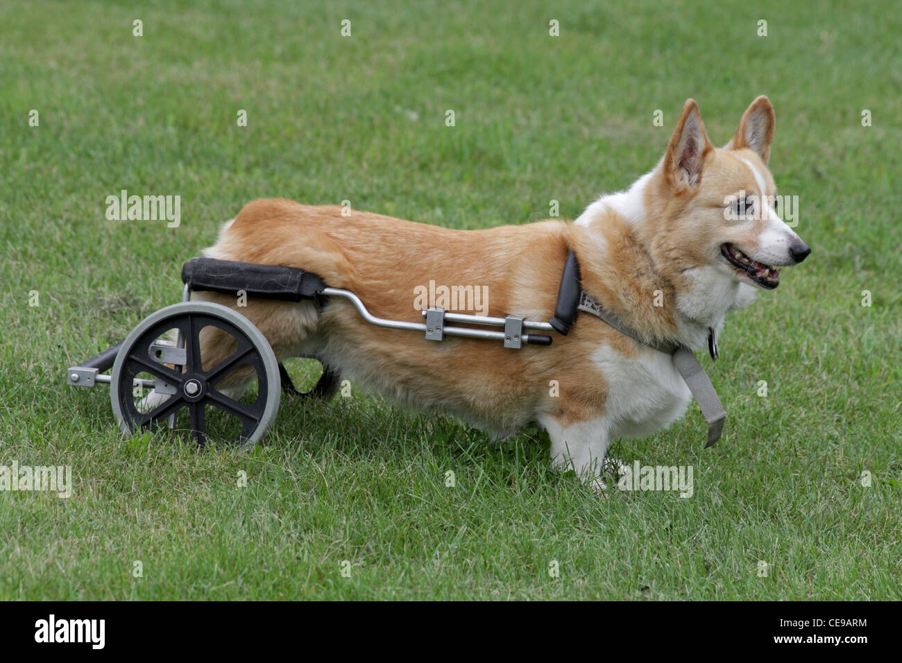 Une mobilité Pembroke Welsh Corgi avec un fauteuil roulant à l'appui de ses membres postérieurs. Banque D'Images