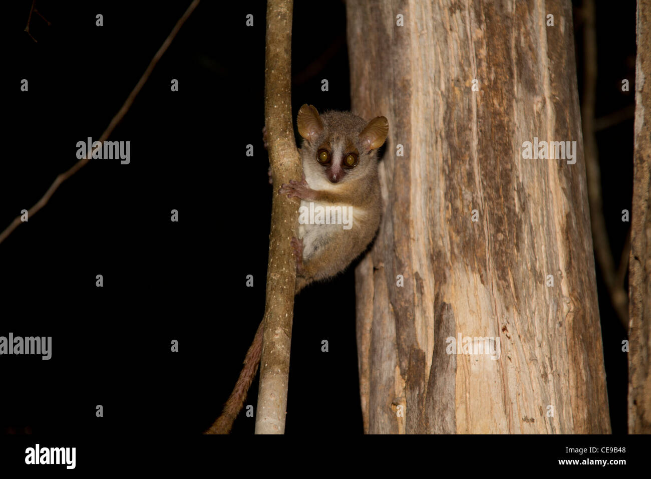 Microcebus murinus Banque D'Images