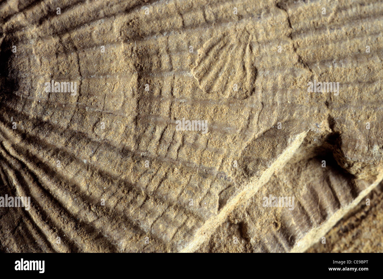 Cadoceras sp. ammonite fossile (Jurassique), Becharof National Wildlife Refuge, en Alaska Banque D'Images