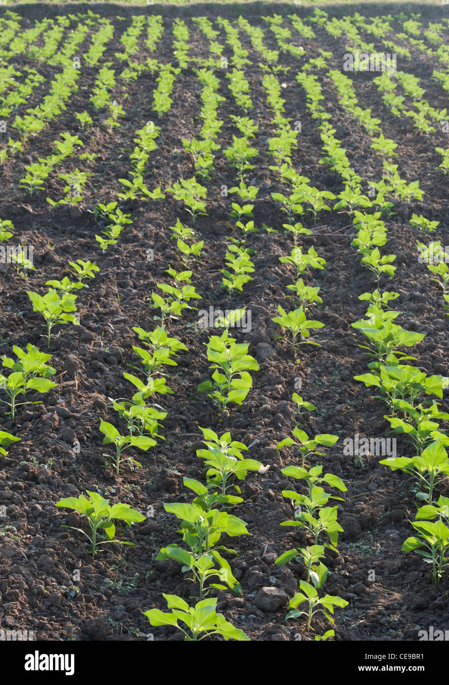 Cultiver des plants de tournesol Banque de photographies et d’images à — free download