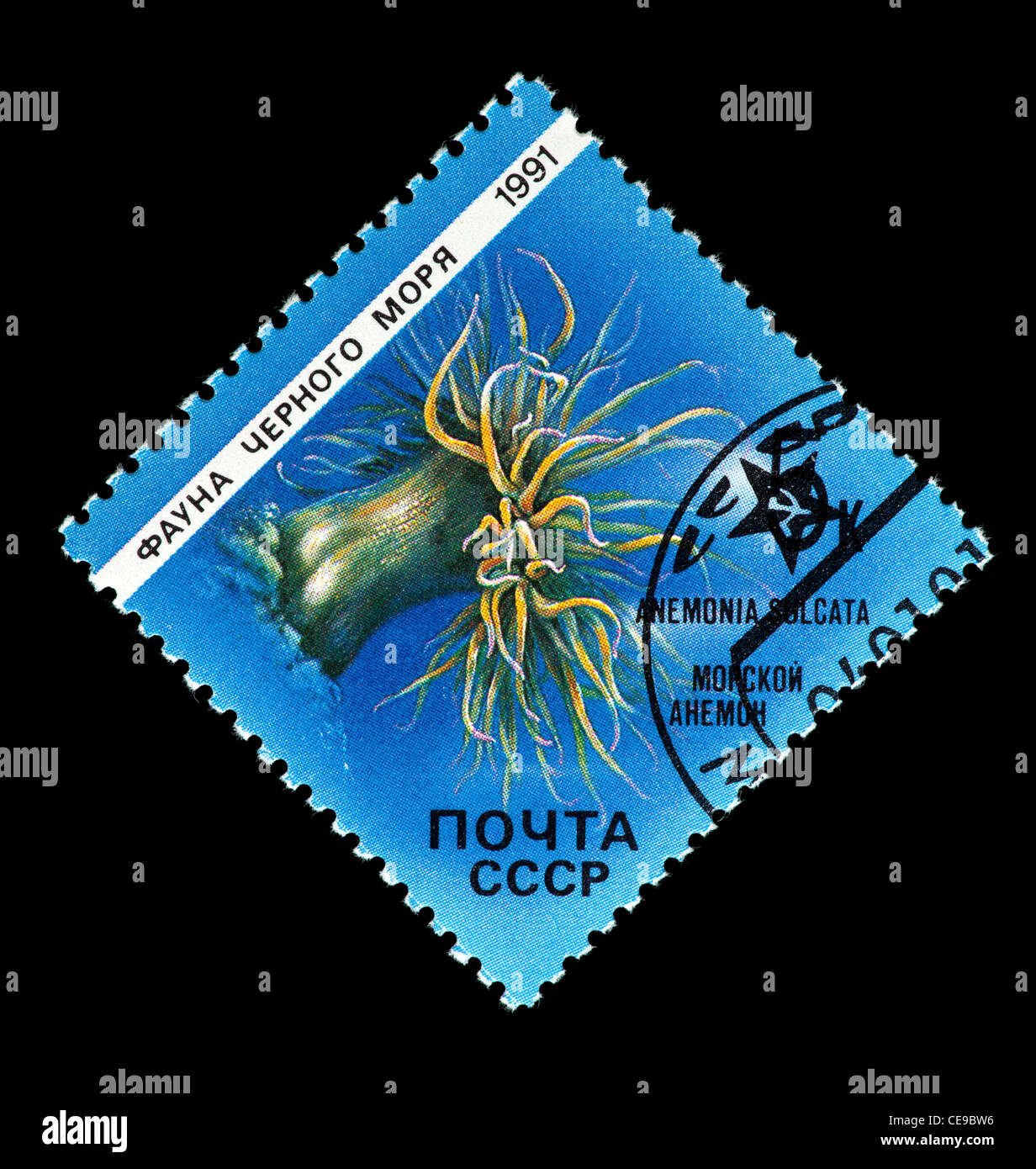 Timbre-poste de l'Union soviétique (l'URSS, la Russie) illustrant une anémone (Anemonia sulcata). Banque D'Images