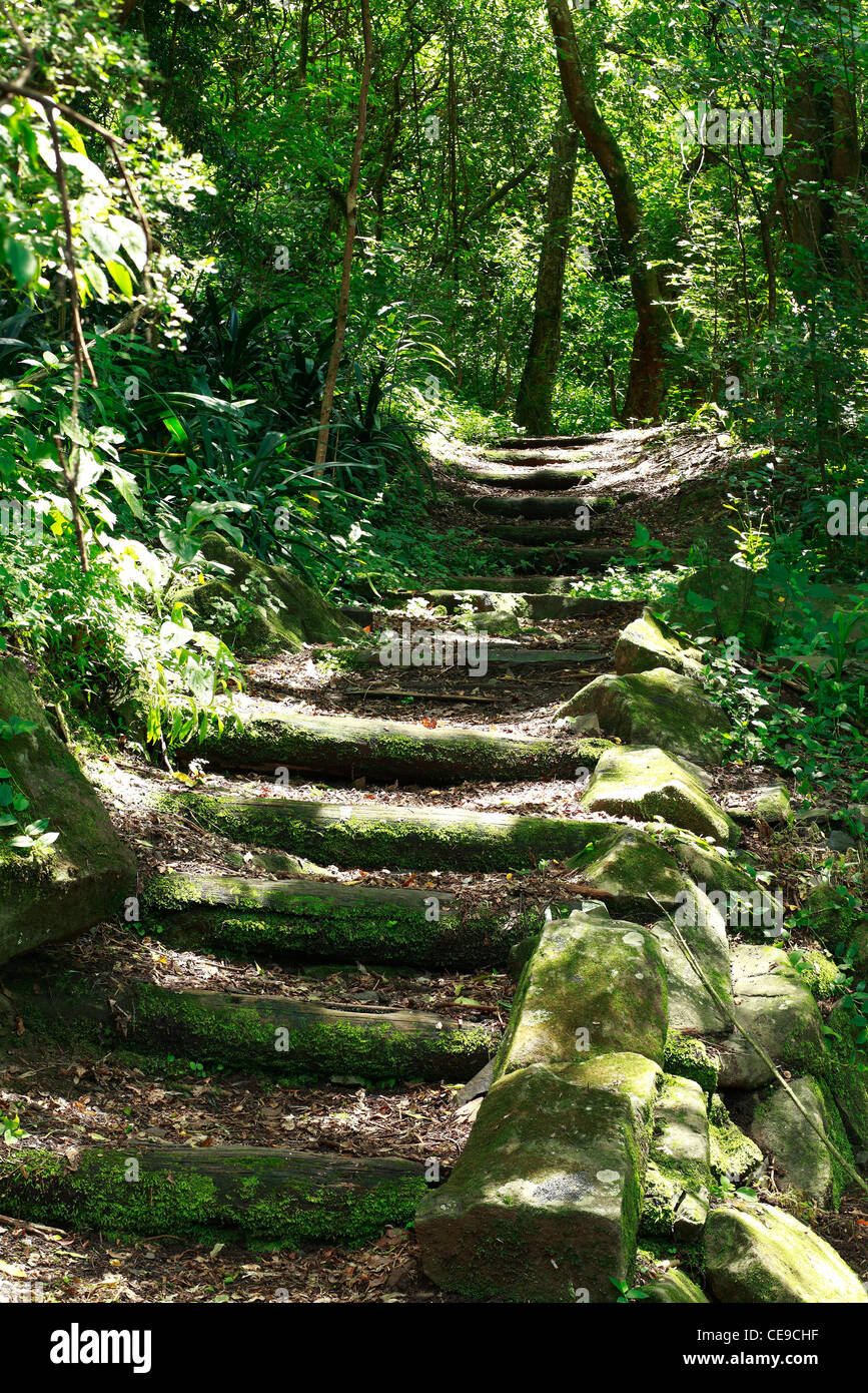 Les journaux et les rochers couverts de mousse forment un sentier qui traverse des bois tropicaux. Le KwaZulu Natal, Afrique du Sud. L'accent de premier plan. Banque D'Images