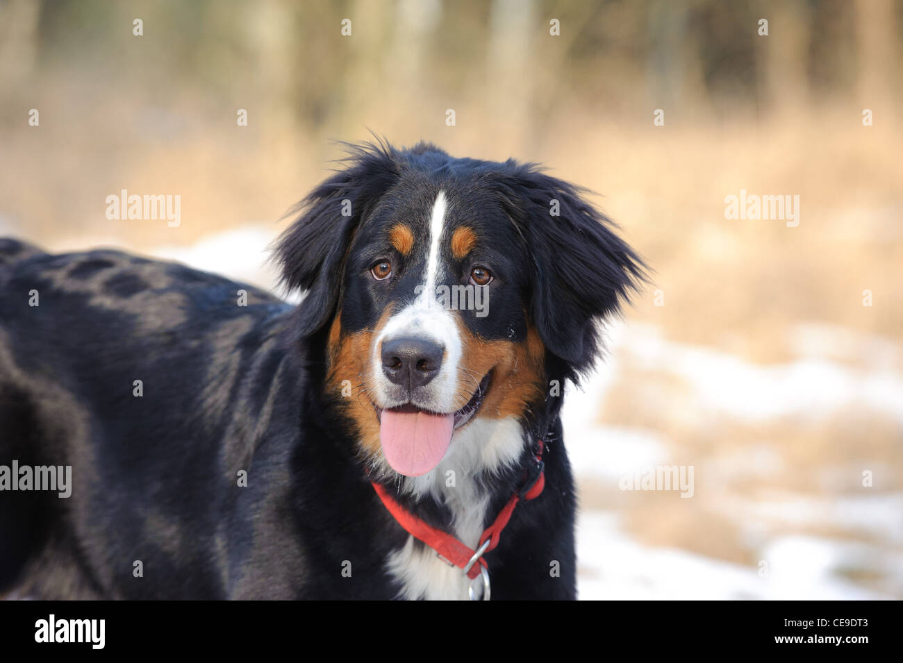 Bernese Mountain Dog portrait d'hiver Banque D'Images