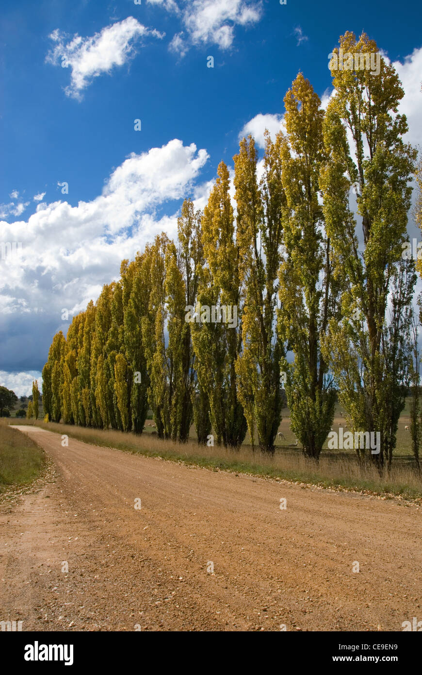 Une rangée de peupliers au bord d'une route de campagne, près d'Orange, New South Wales, Australie Banque D'Images